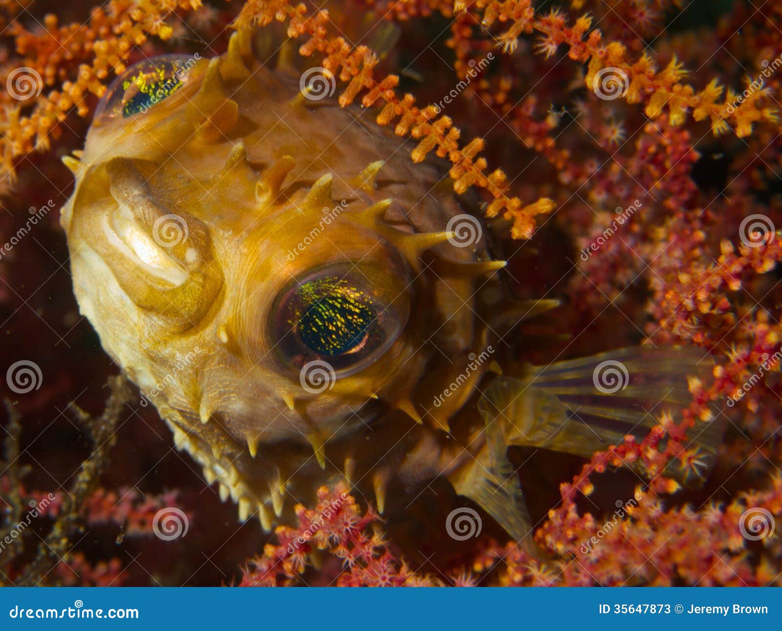 Μακρο πορτρέτο ενός balloonfish στο μαλακό κοράλλι σε Lembeh