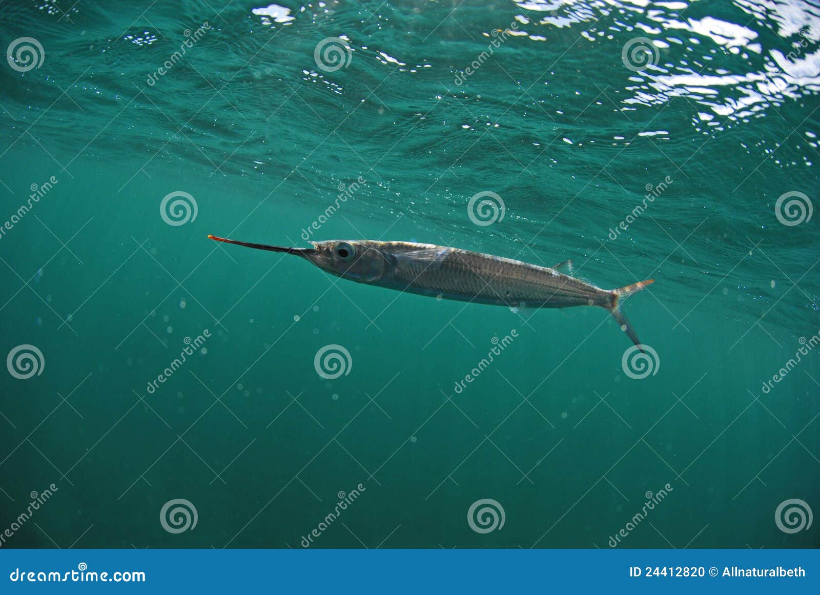 Ballyhoo Fish Swimming In Ocean Stock Photo Image 24412820