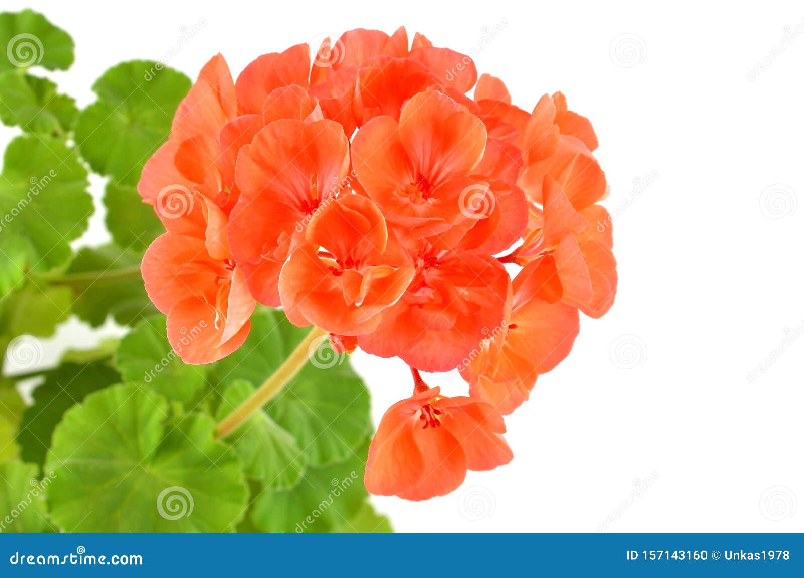 Balmy Geranium flower stock photo. Image of blossom 157143160
