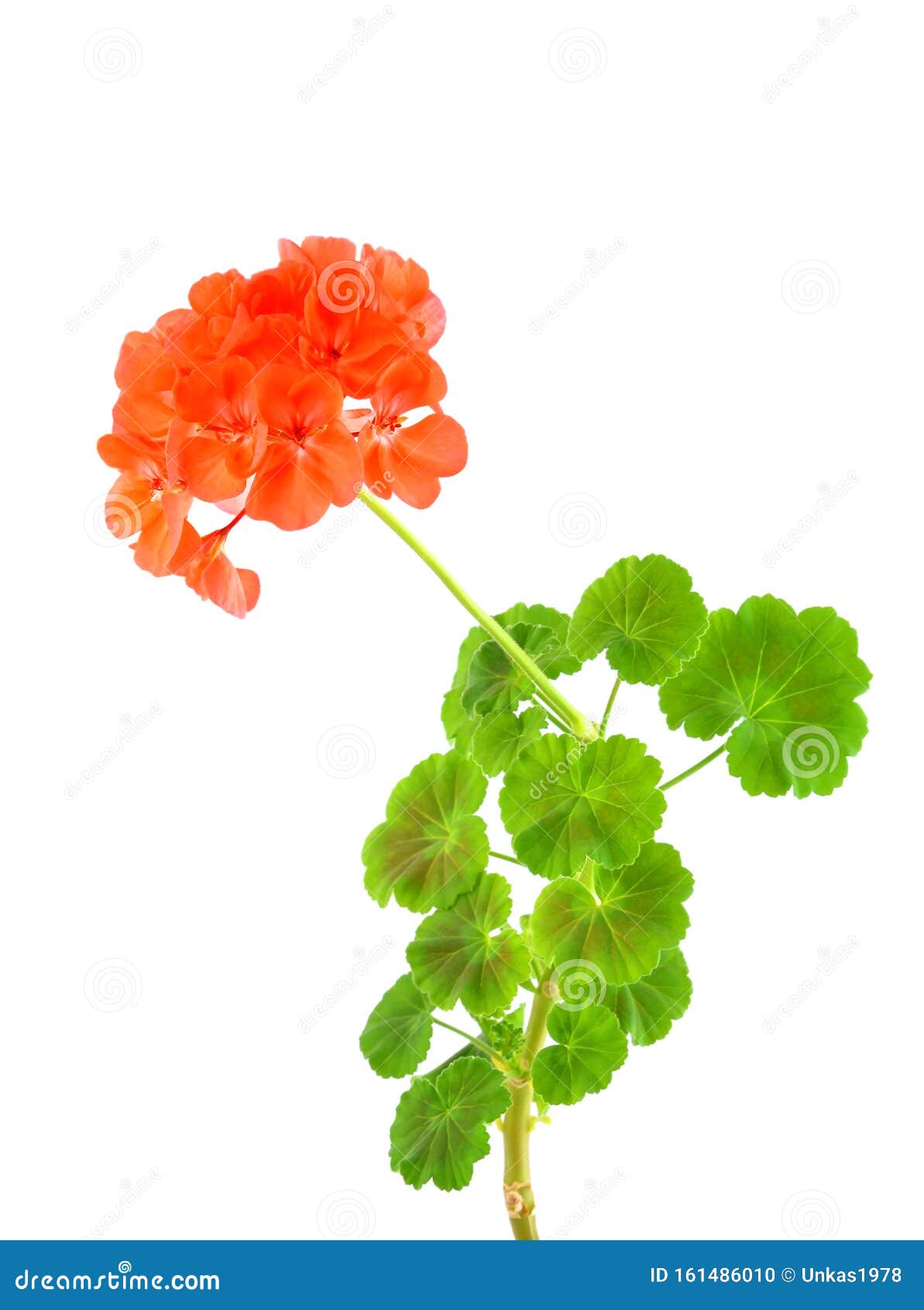 Balmy Geranium flower stock photo. Image of geraniaceae 161486010