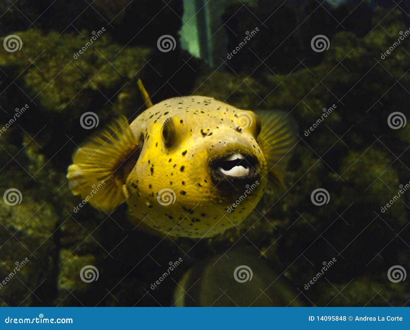 Baloon Fish Stock Photos - Free & Royalty-Free Stock Photos from Dreamstime