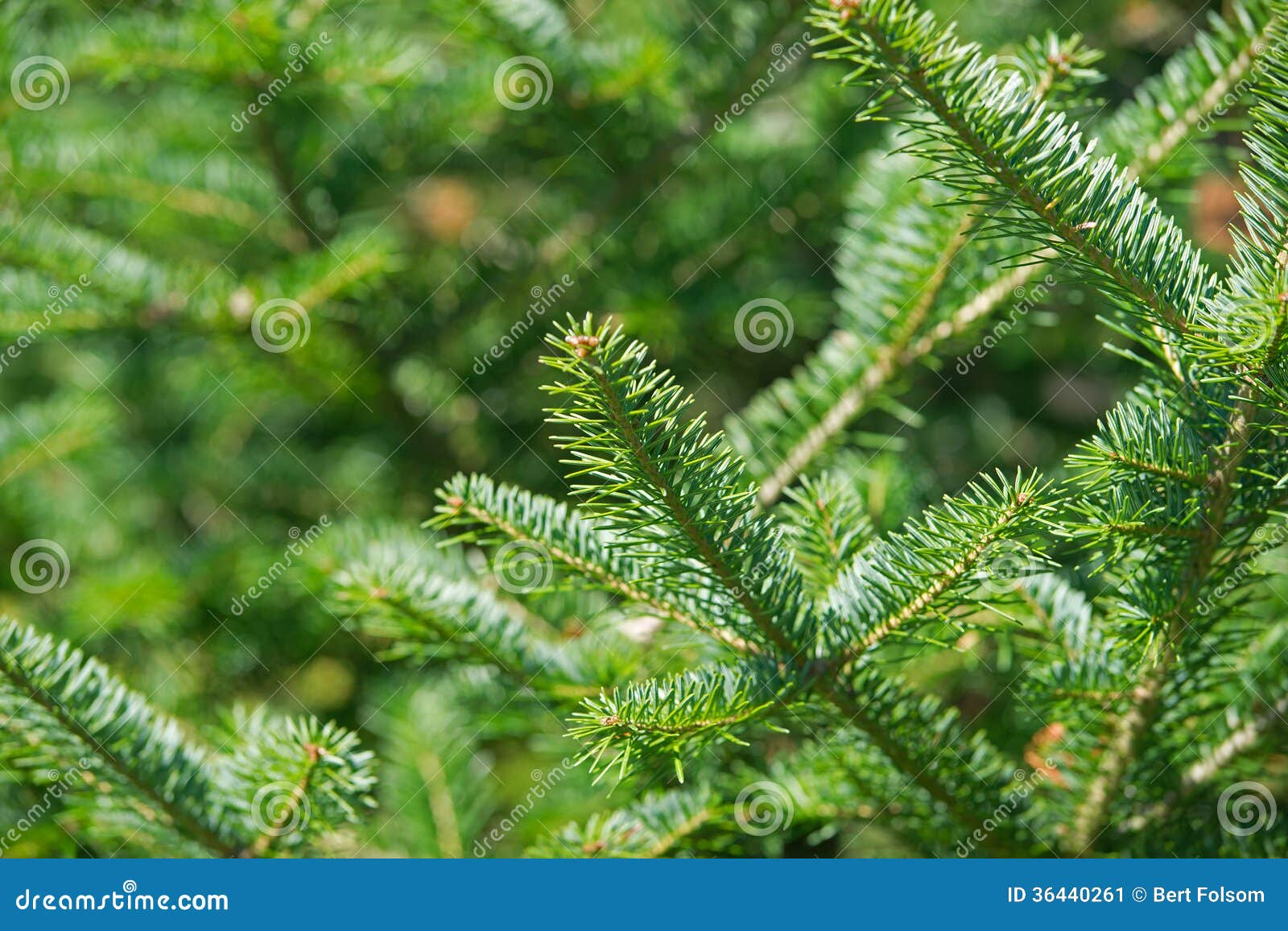 balsam fir tree tips