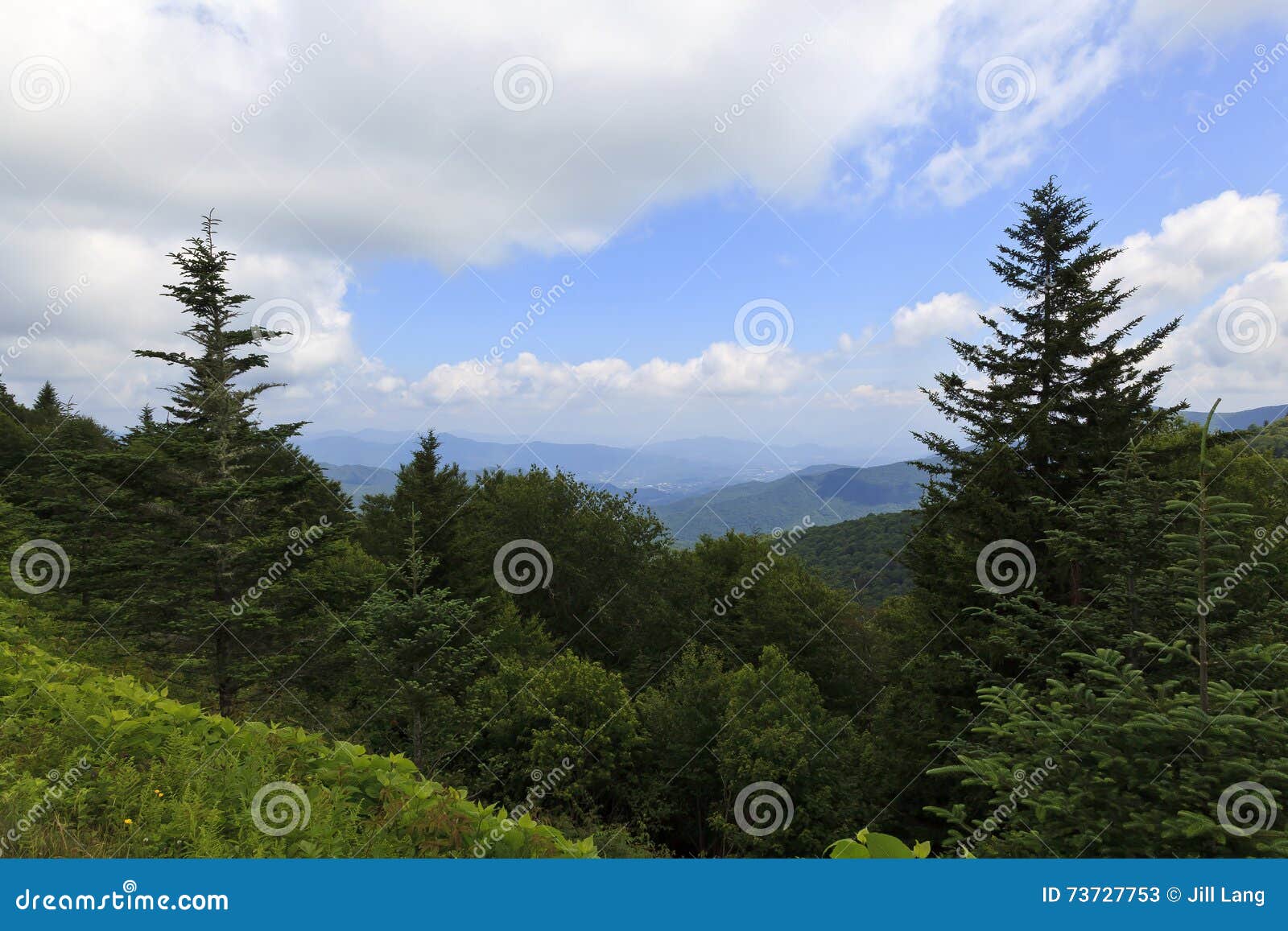 balsam trees in the mountains