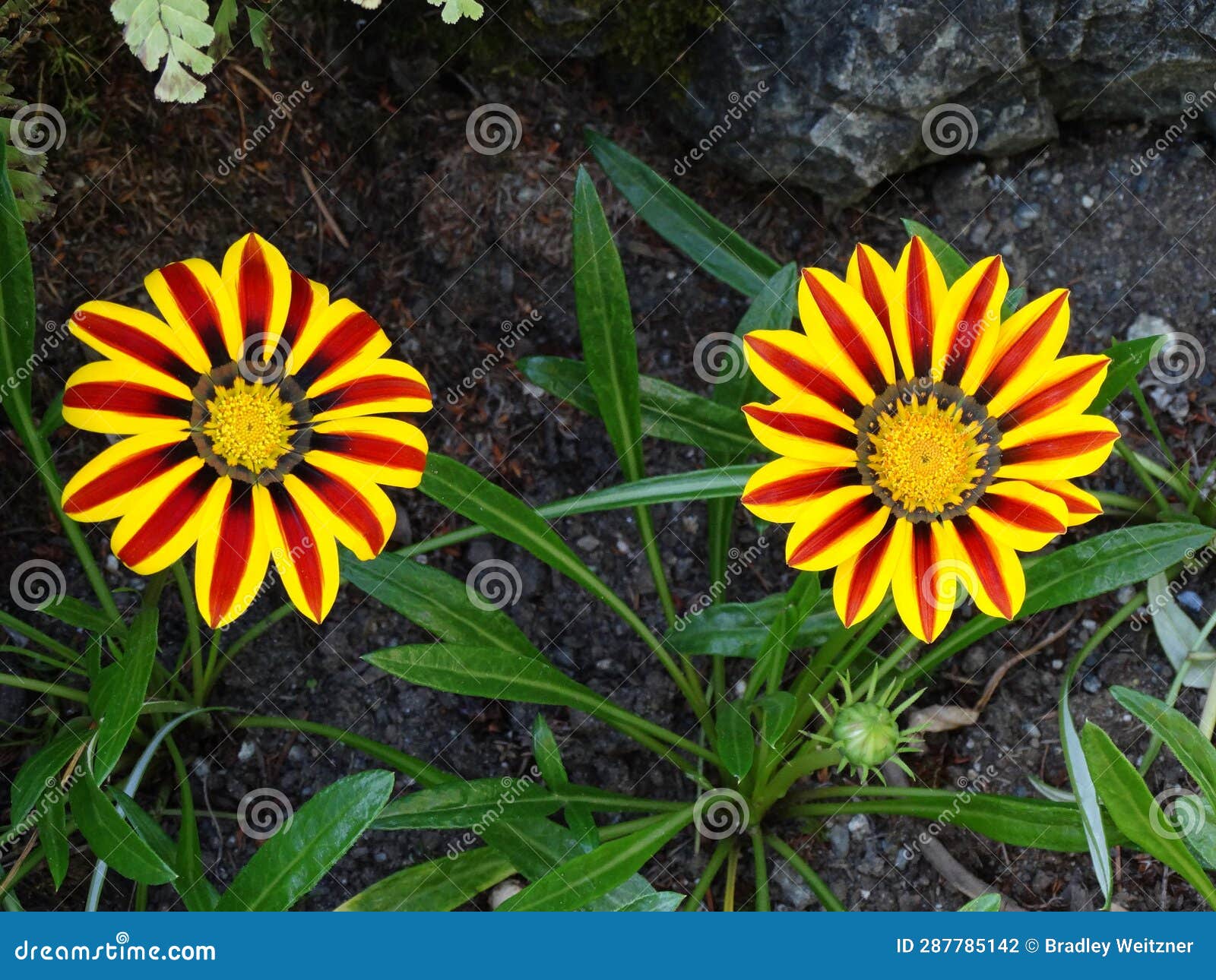 Balsamorhiza Flowers with Yellow and Dark Red Pedals. Stock Photo ...