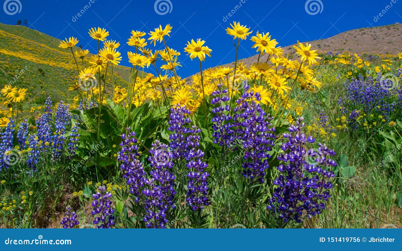 flowers at sage hills
