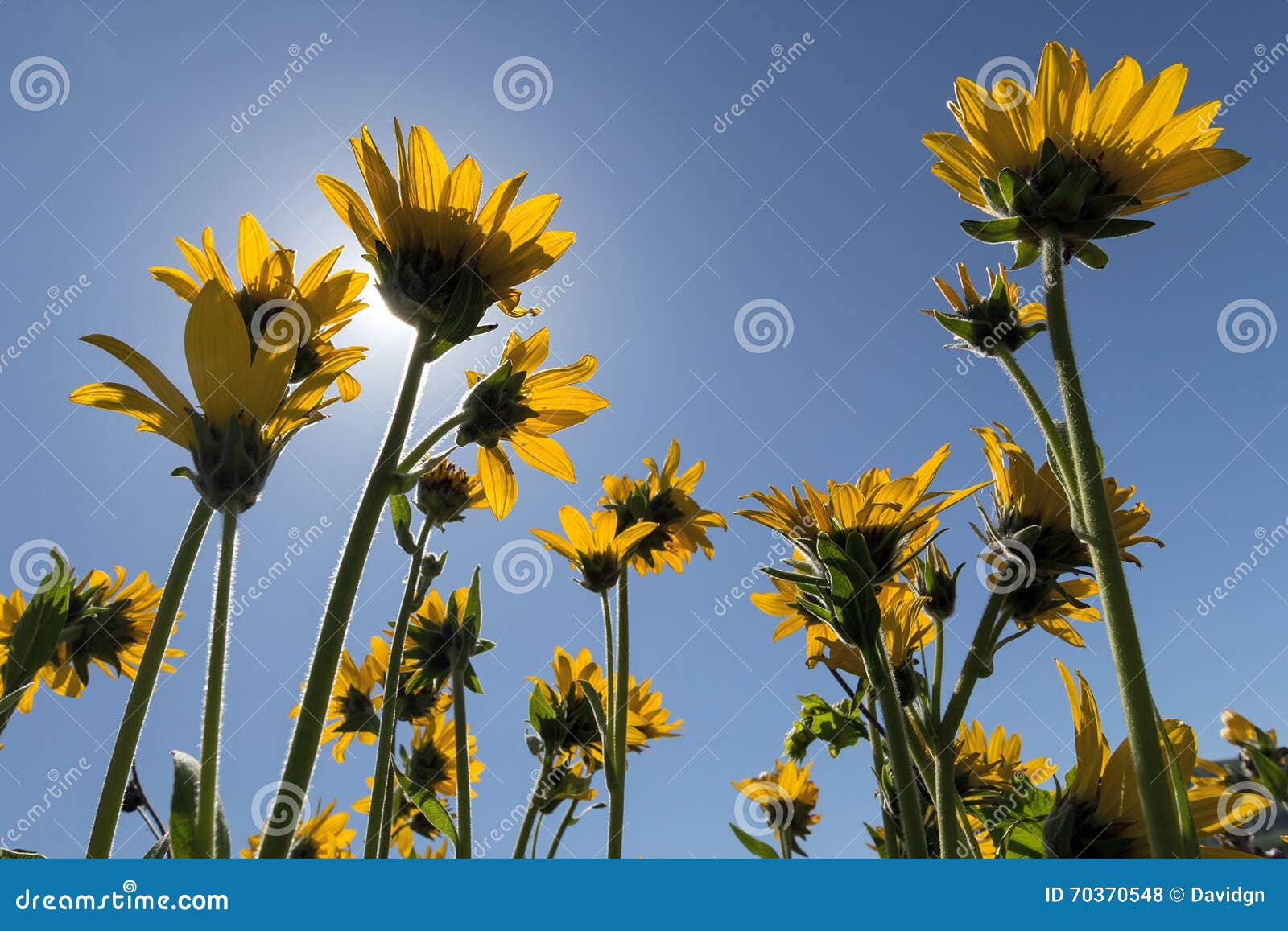 Balsamroot Wildflowers Under the Sun Stock Photo Image of oregon
