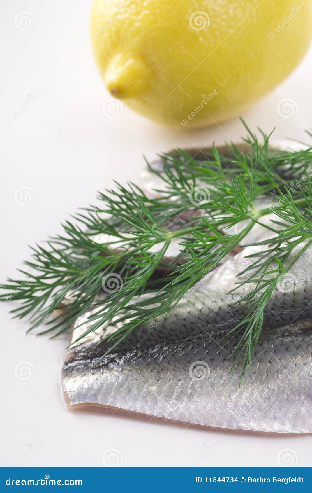 Baltic Herring Fillet stock photo. Image of vertical 11844734