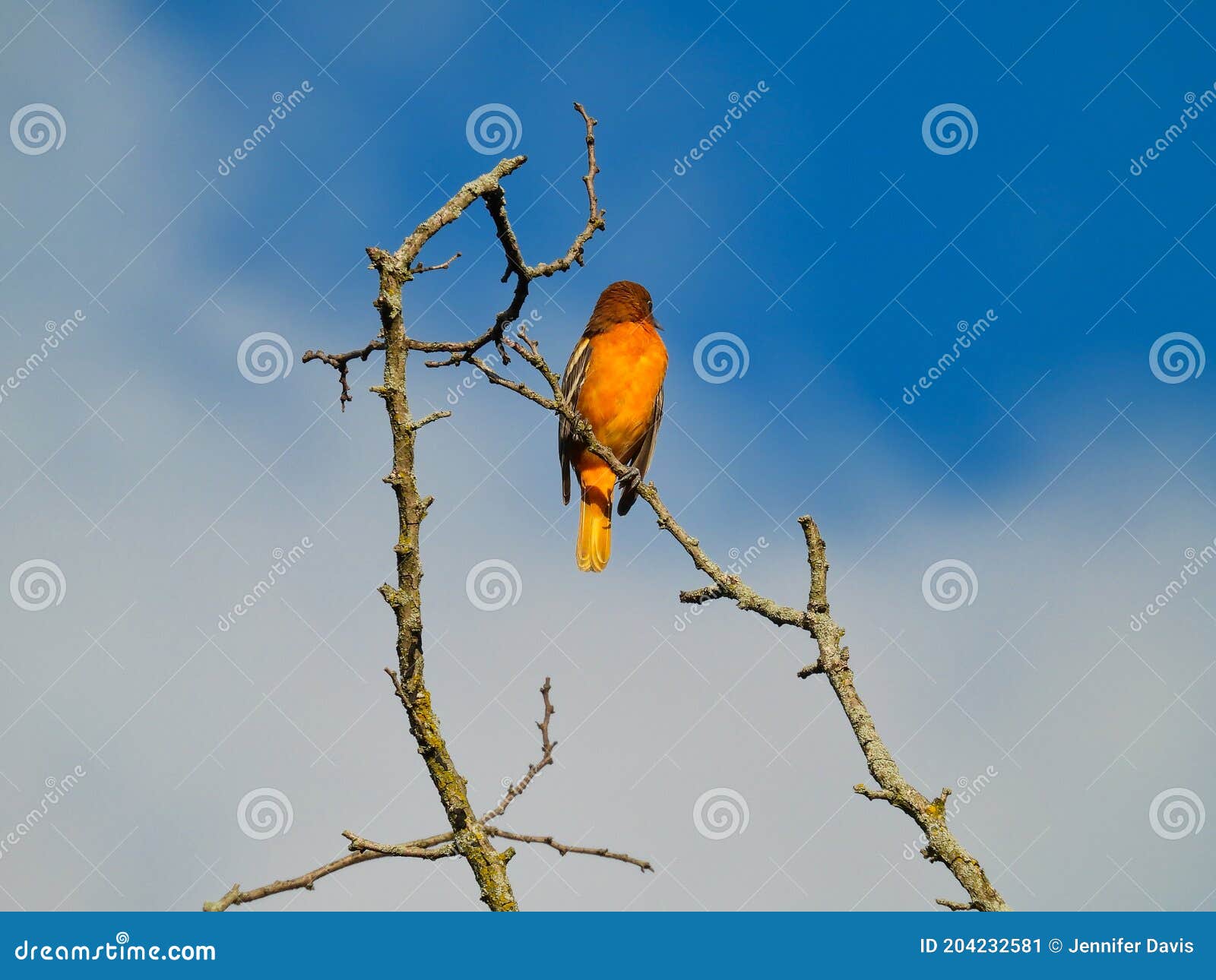 Baltimore Oriole Bird with Bright Orange Feathers Perched on Top of