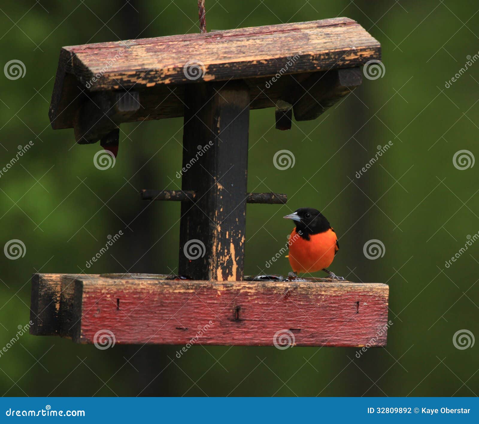 Baltimore Oriole stock photo. Image of mexico, fruit 32809892