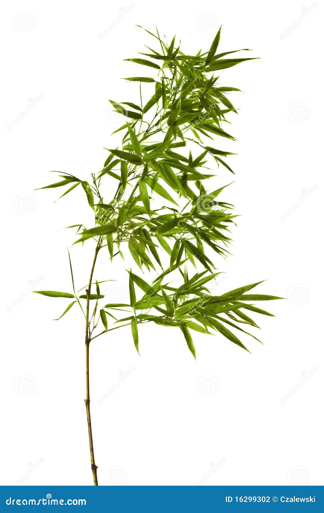 Bambú Aislado Sobre Fondo Blanco Foto de archivo - Imagen de primer,  hierba: 16299302, image size:1067x1690