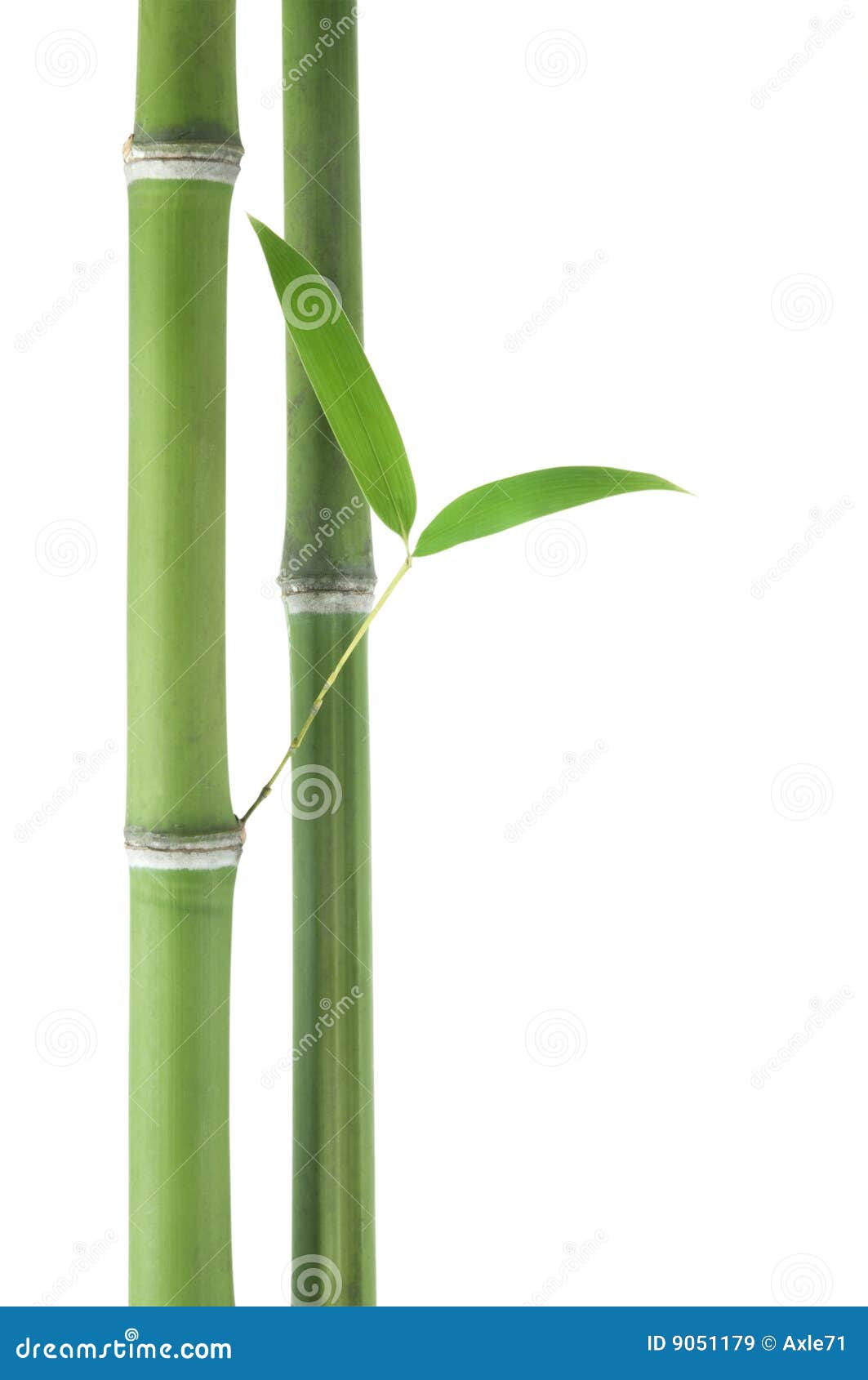 Bambú sobre fondo blanco imagen de archivo. Imagen de espacio - 9051179, image size:1063x1690