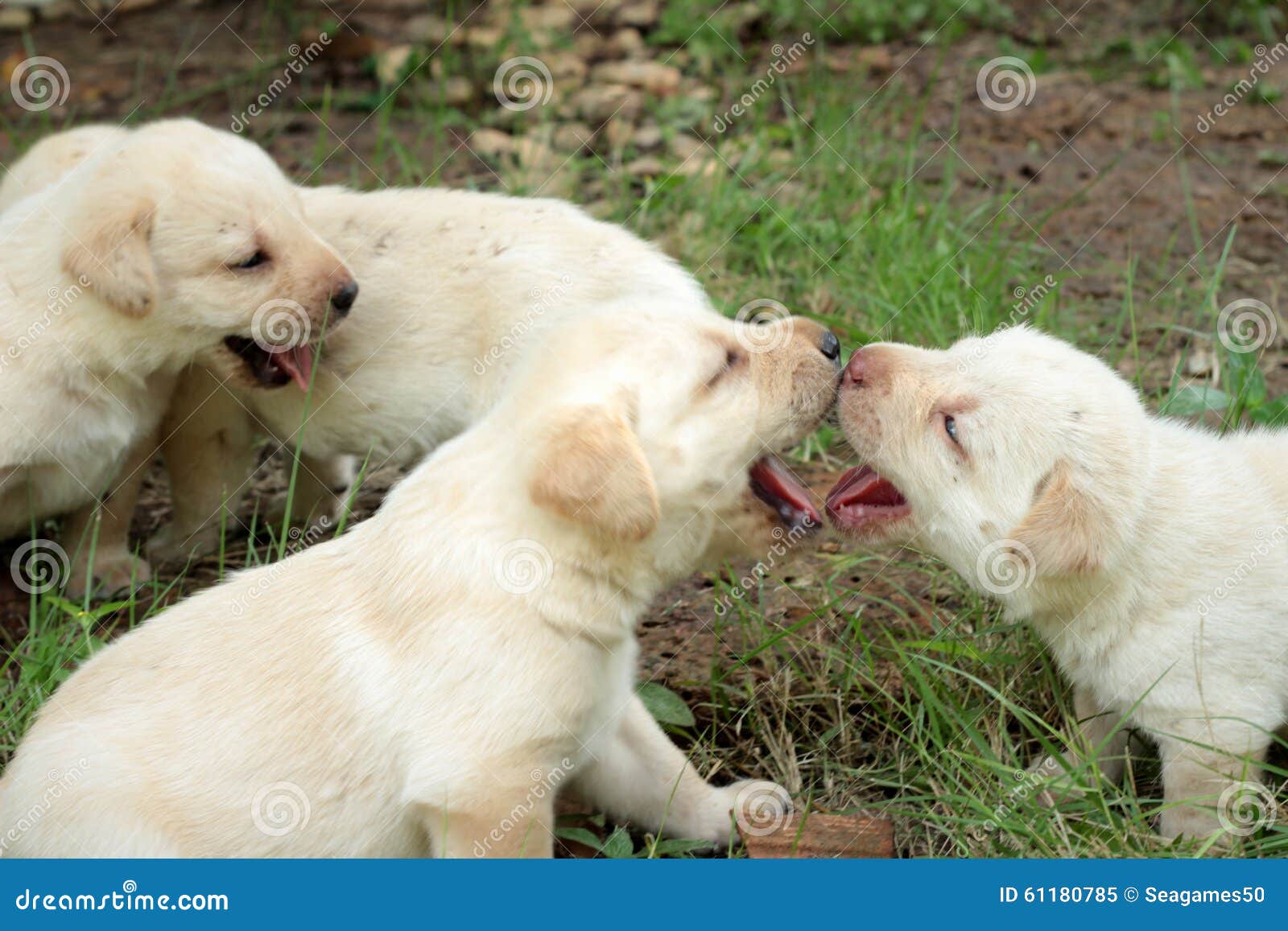 Bambino di un mese sveglio del cucciolo di Labrador