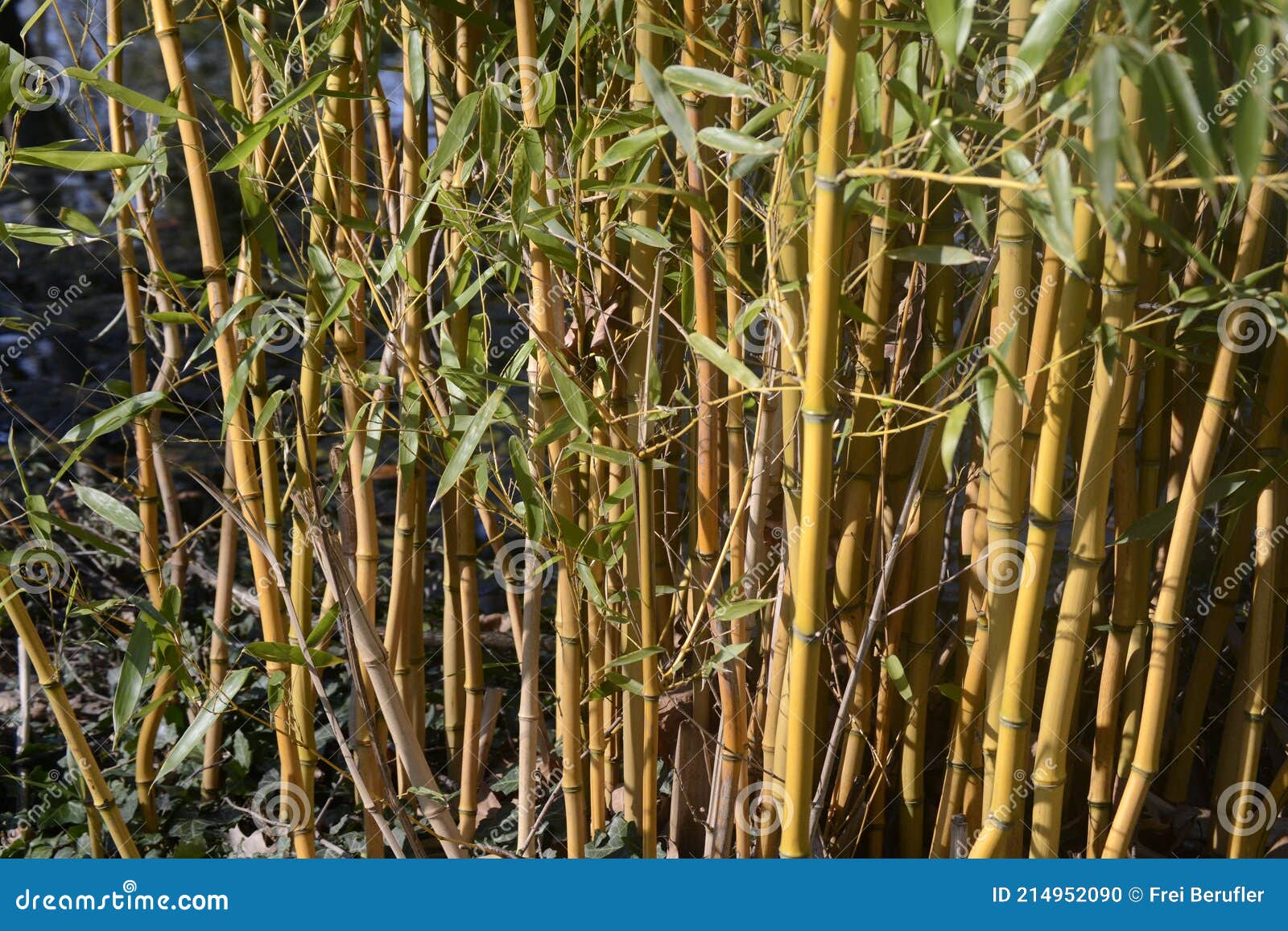 Bamboestruiken Geel Groen Stock Foto - Image ecologie, duitsland: