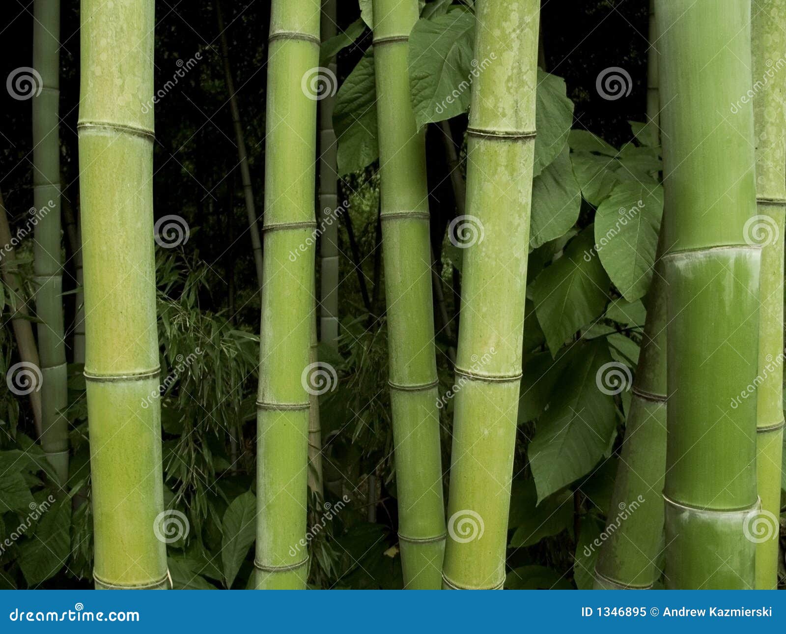 3,855 Pole Bamboo Stock Photos - Free & Royalty-Free Stock Photos from  Dreamstime
