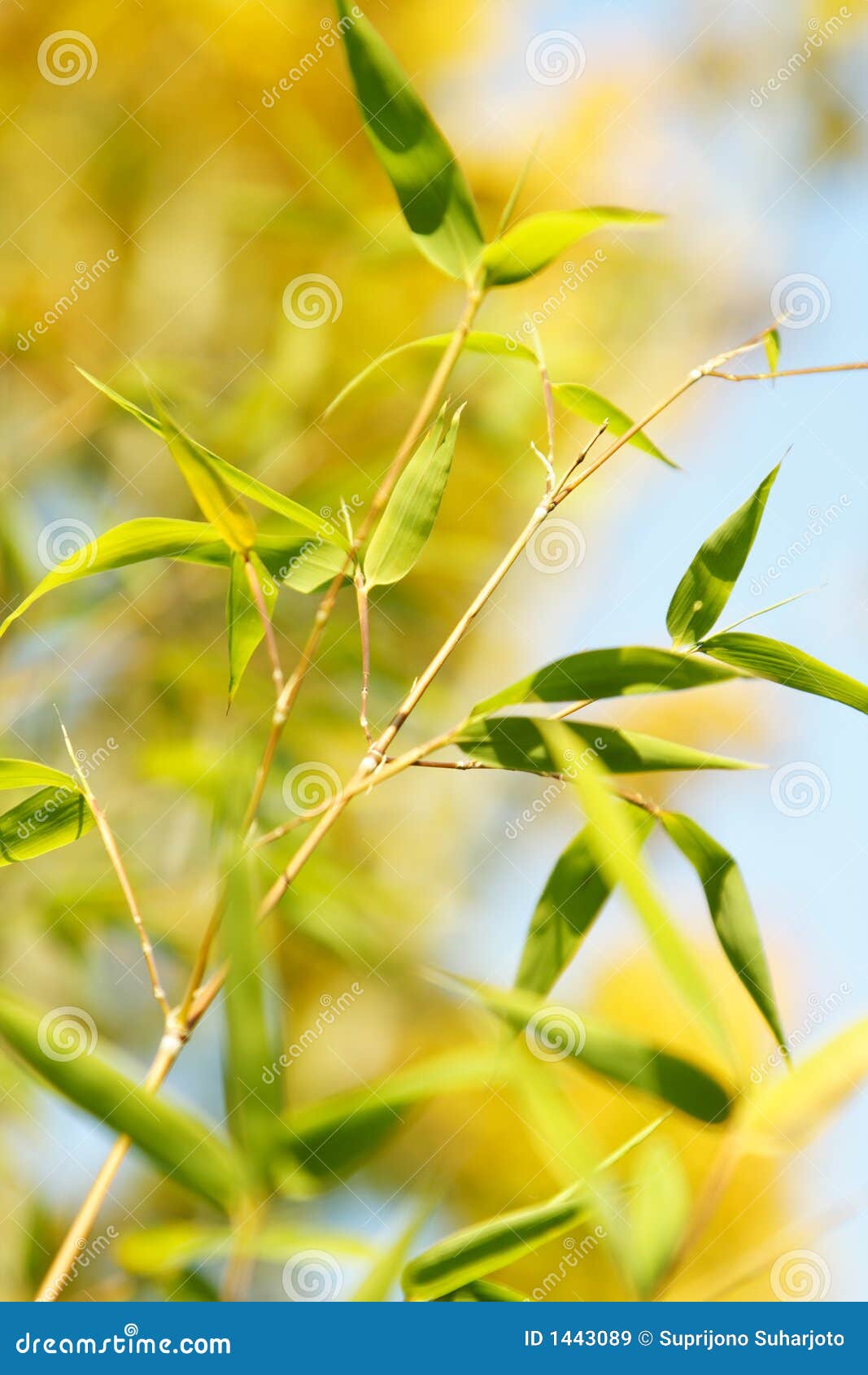 Bamboo stock image. Image of yellow, leaves, nature, plant 1443089