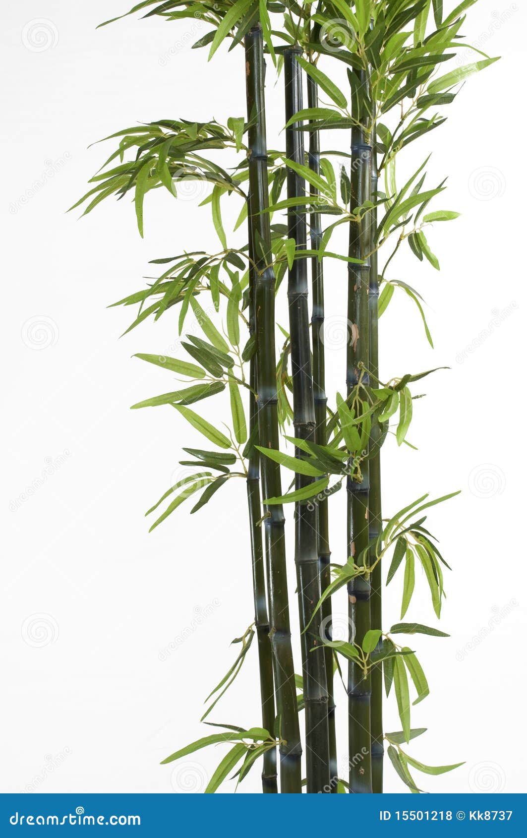 2,489 Bamboo Bud Stock Photos - Free & Royalty-Free Stock Photos