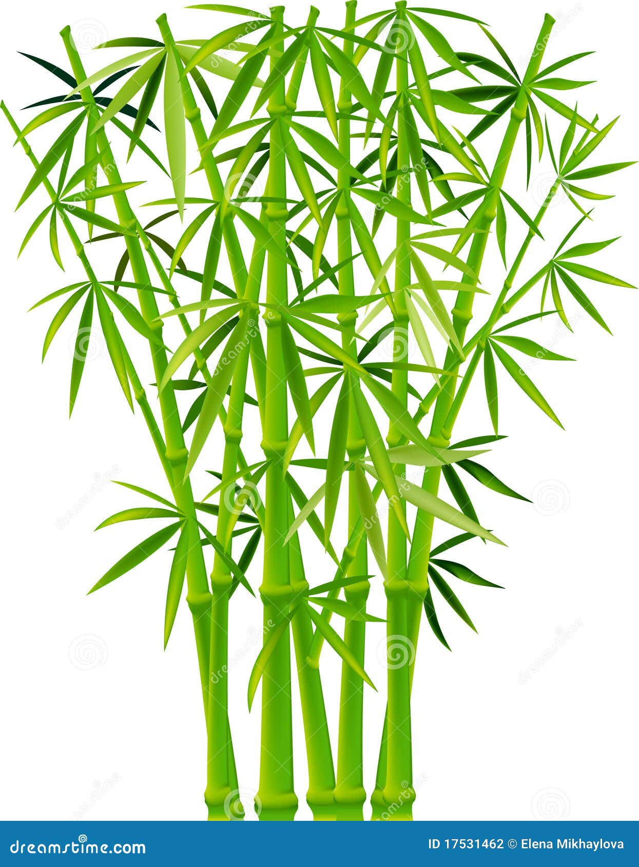 bamboo 17531462