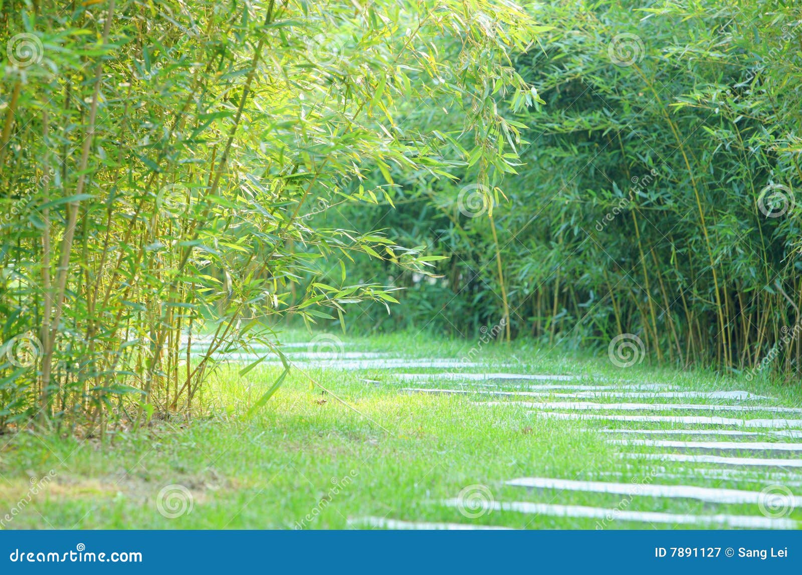 Bamboo stock image. Image of spring, leaves, road, parks 7891127