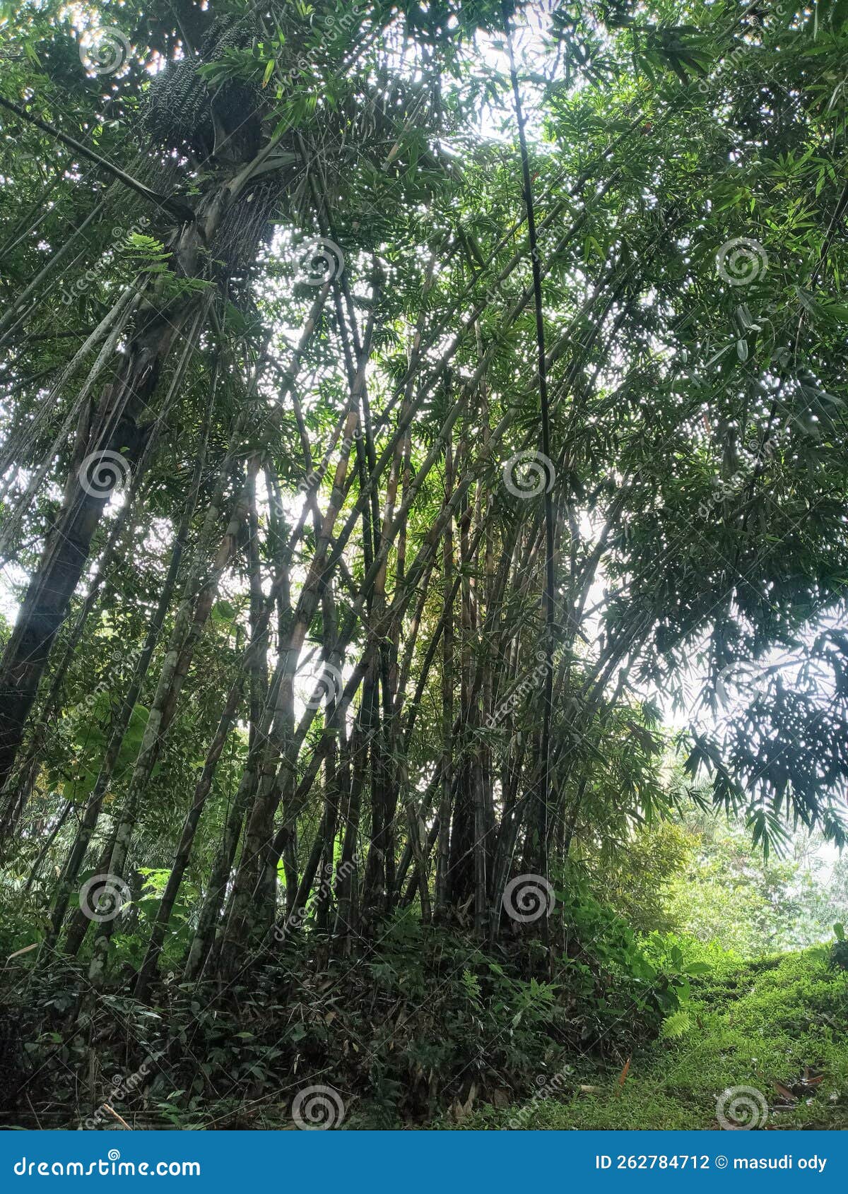Bamboo Indonesia type stock photo. Image of indonesia 262784712