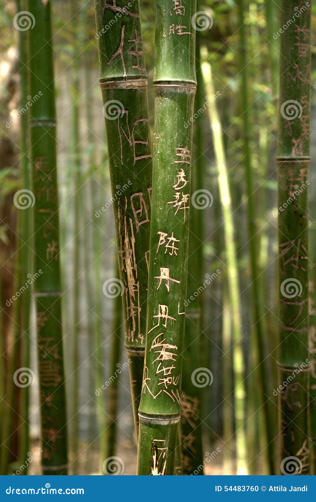 Bamboo, Beijing, China stock photo. Image of china, asian 54483760