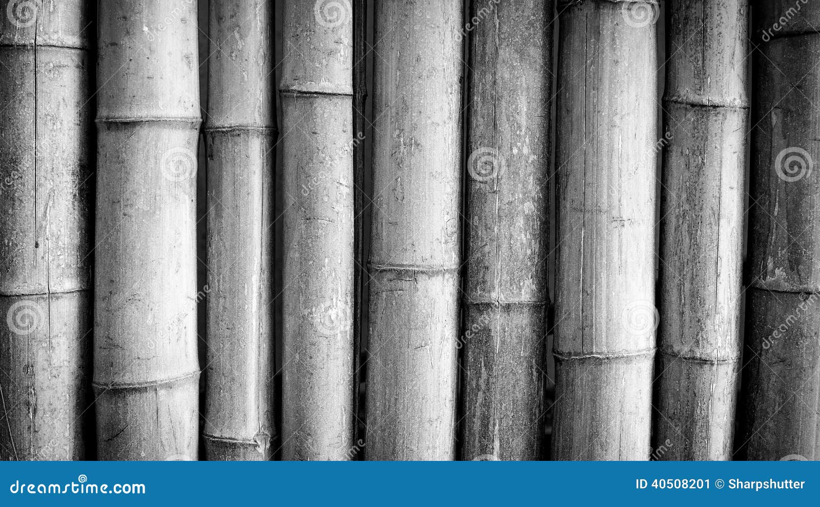 Bamboo Black stock image. Image of white, tree, style - 40508201