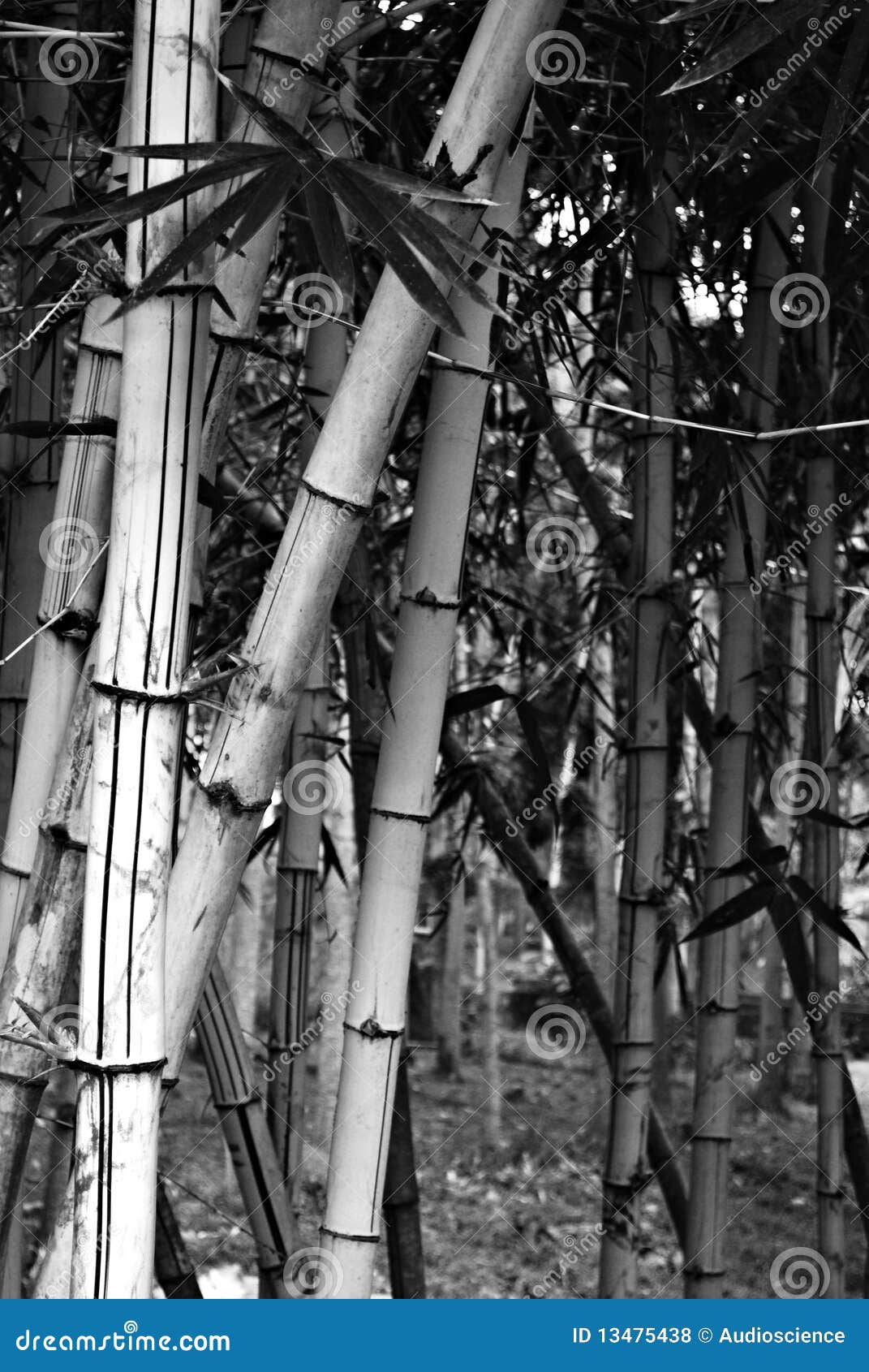 Bamboo in Black and White stock photo. Image of ominous 13475438