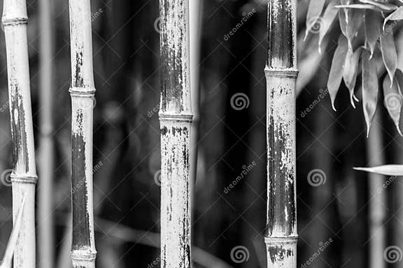 Bamboo in Black & White Stock Photo - Image of bamboo, plant: 46490882