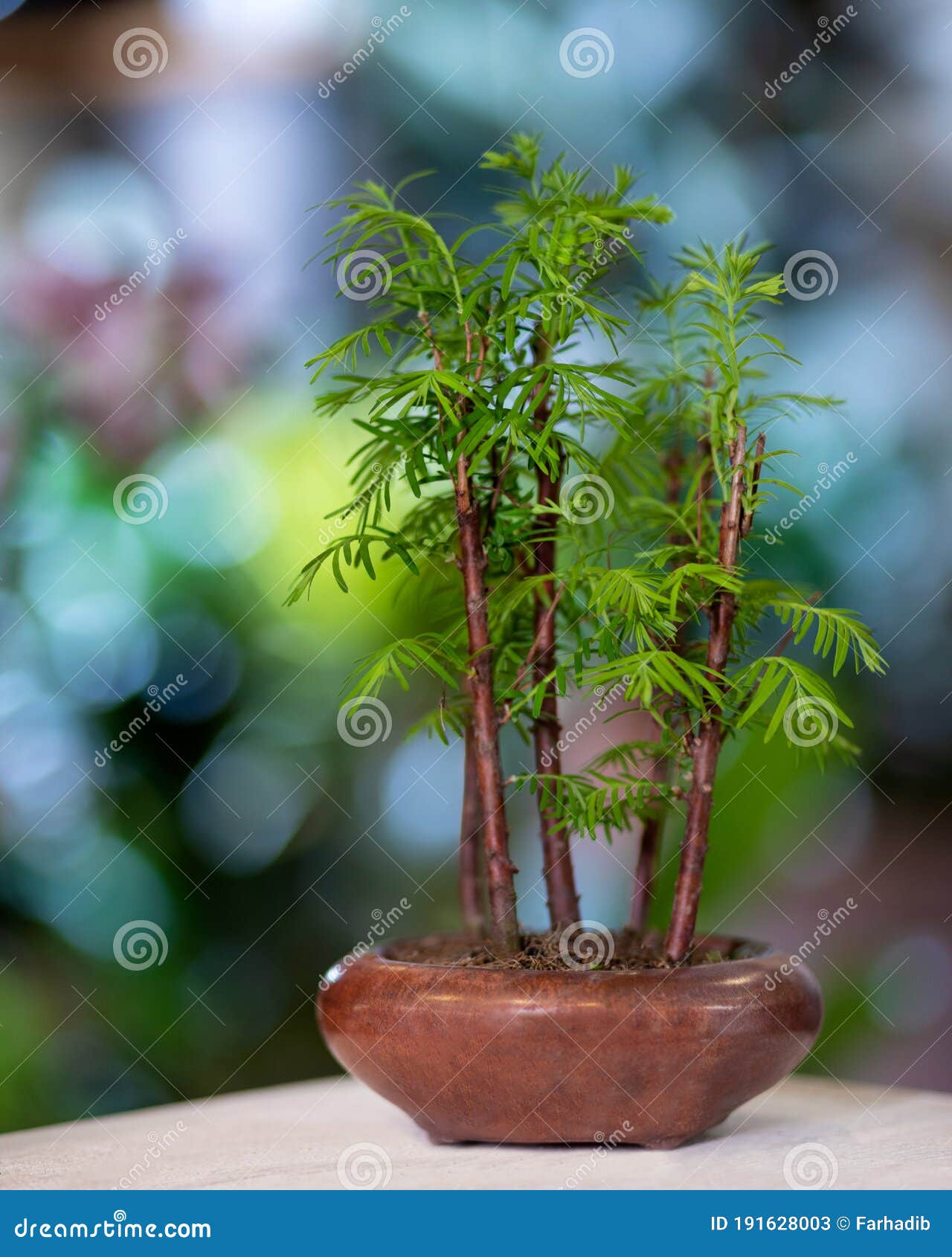 Small Bamboo Bonsai Tree stock image. Image of nature 191628003