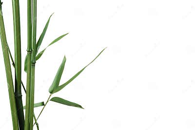 Bamboo border stock image. Image of bamboo, asian, copy - 2666729