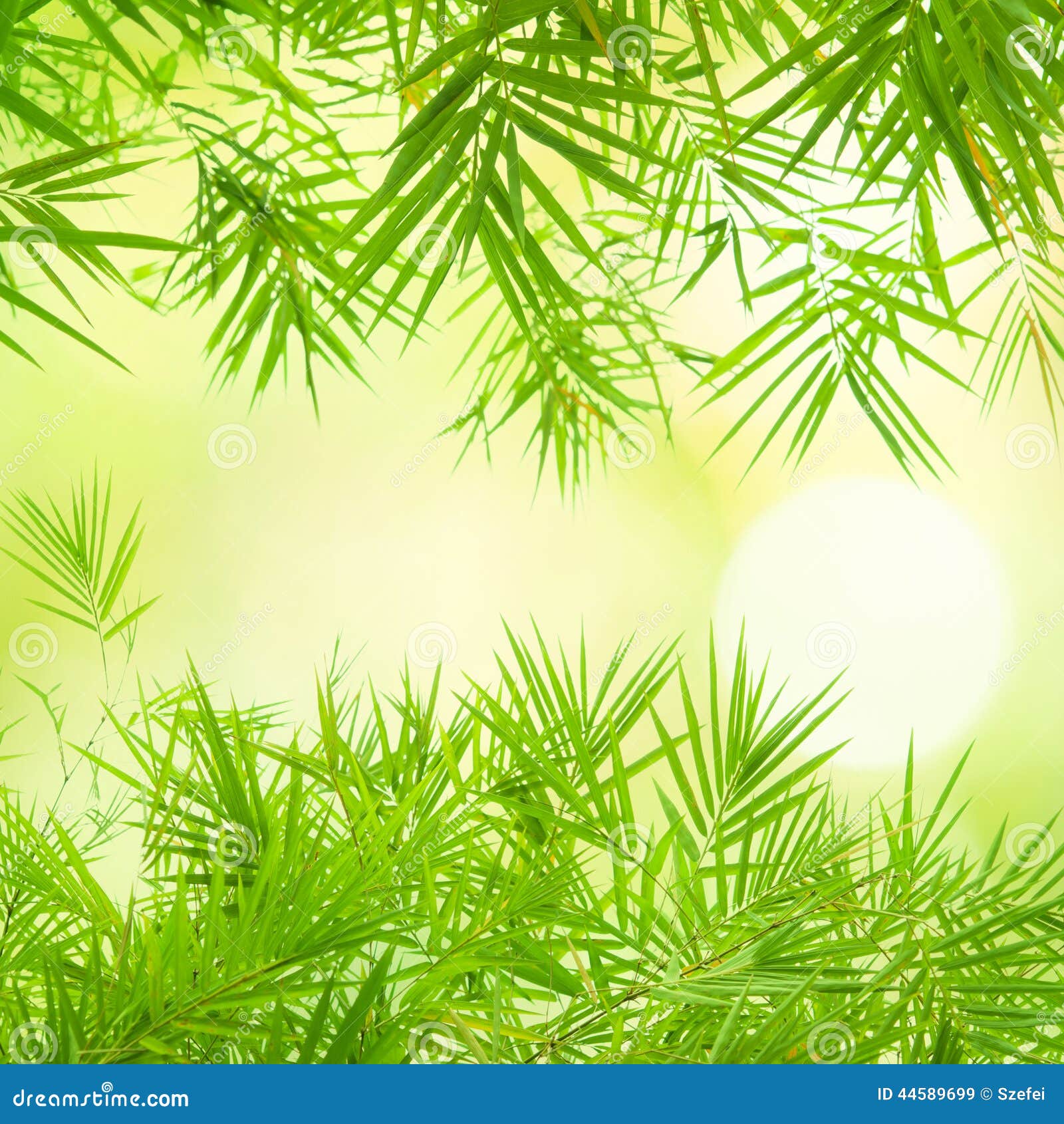 Bamboo border stock image. Image of fresh, bamboo, clear 44589699