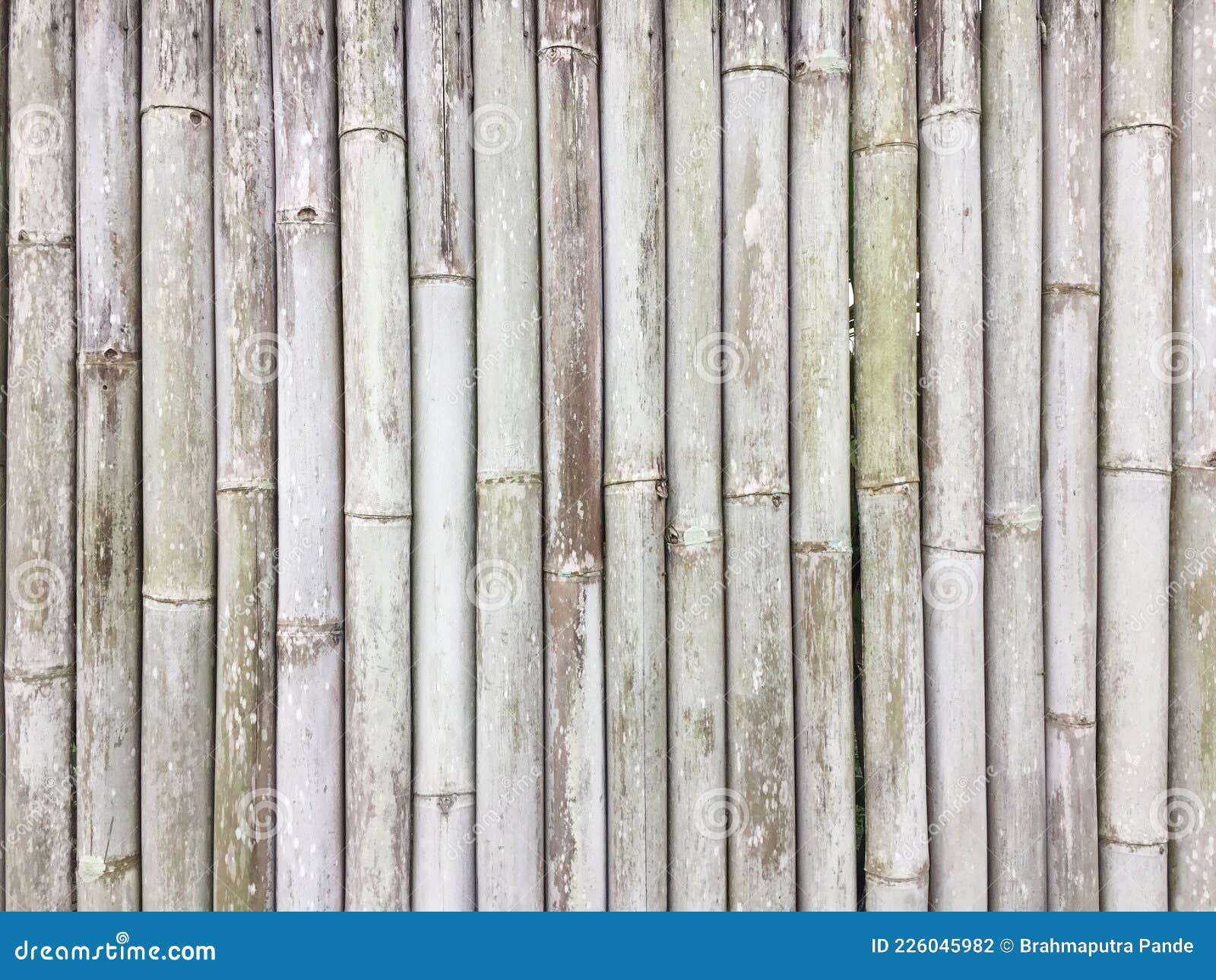 Bamboo Boundary Wall Material Texture Pattern Stock Photo Image of