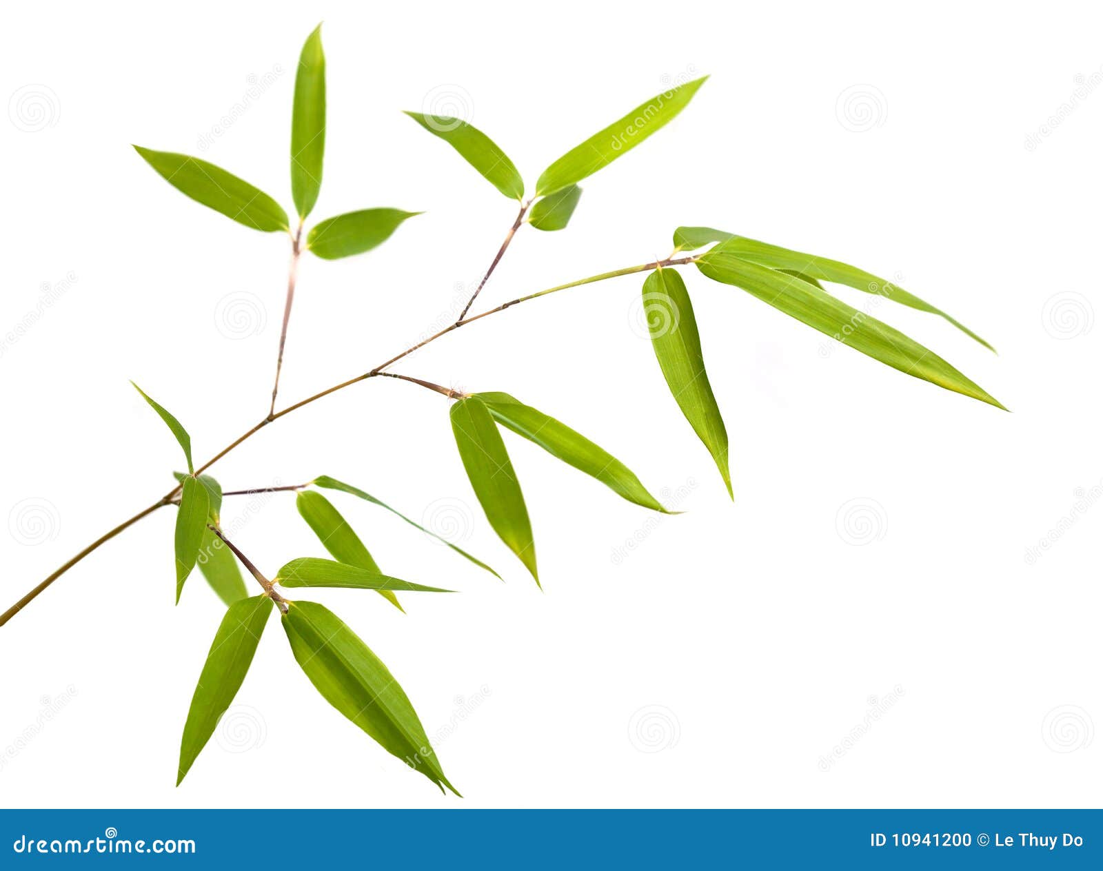 Bamboo Branch Stock Photo - Image: 10941200
