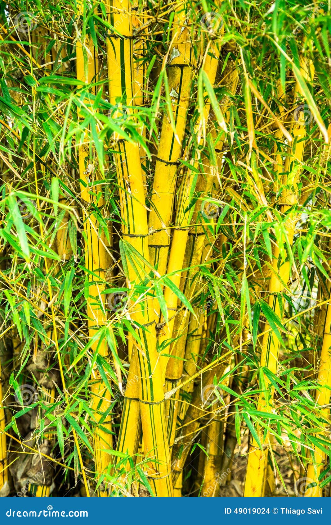 bamboo brazil bush ornamental material