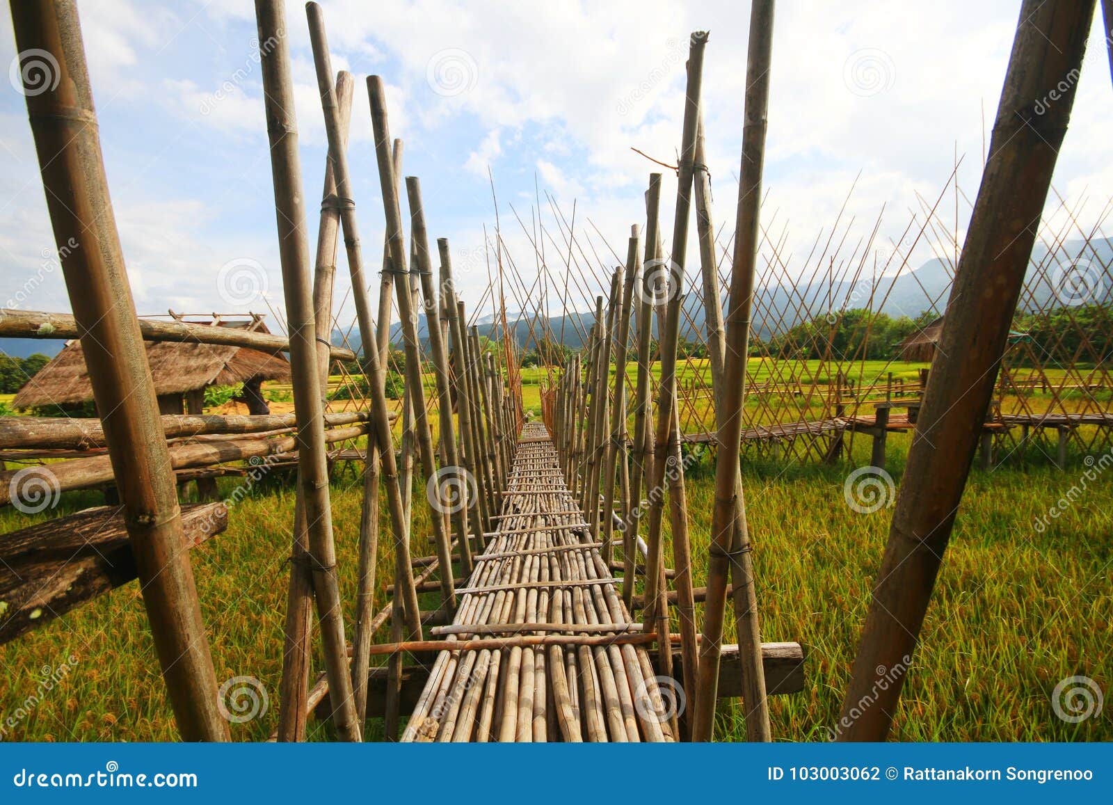 Bamboo Bridge In The Rice Field Stock Photo Image of Bamboo Bridge In The Rice Field Stock Photo Image of