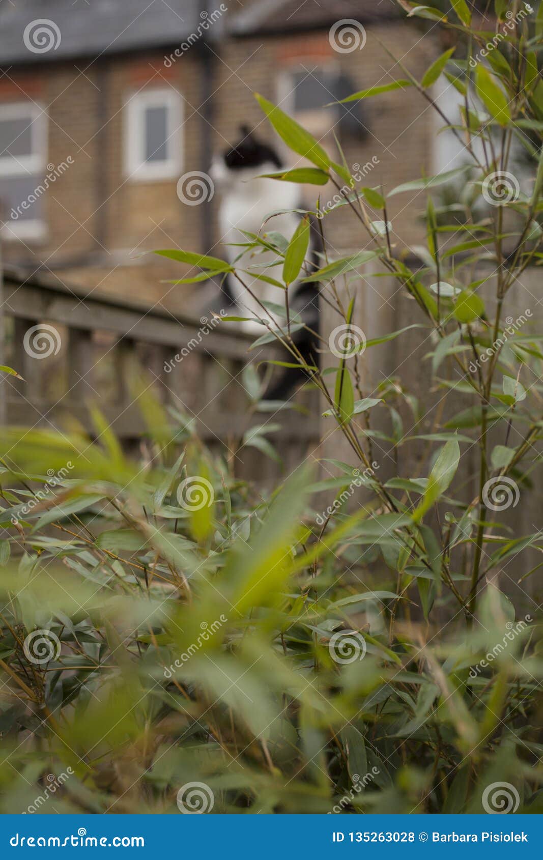 A Bamboo Bush In A Garden And A Cat A Cloudy Day In London Stock