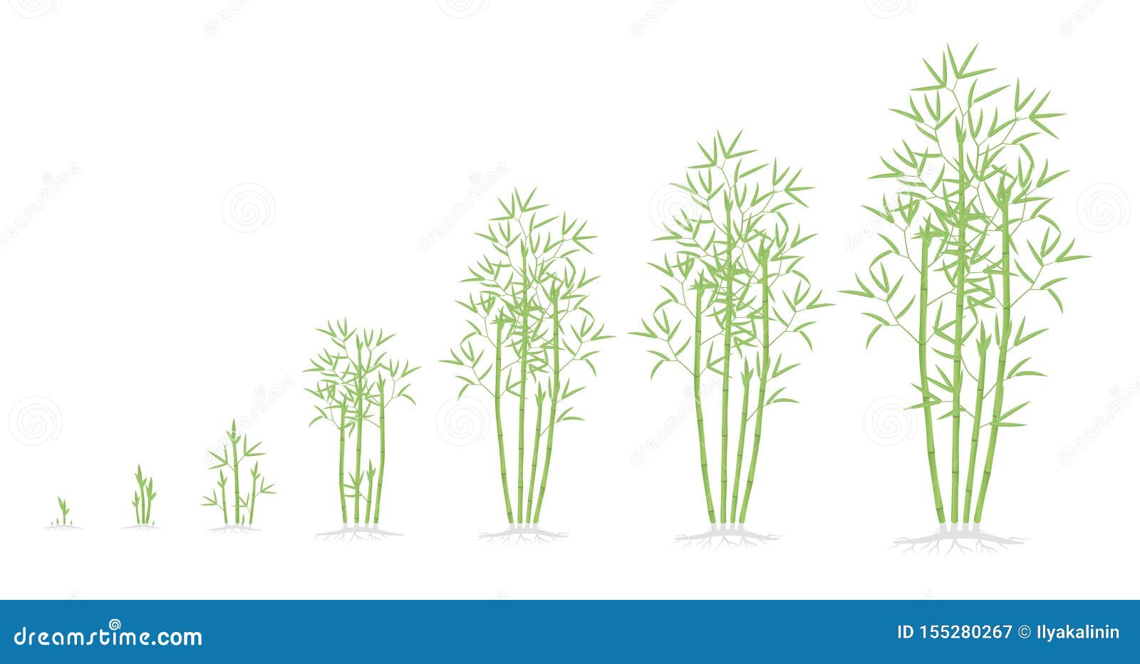 bamboo bush growth stages. clumping bamboos ripening period progression. bambusa bambos tree life cycle animation plant phases.