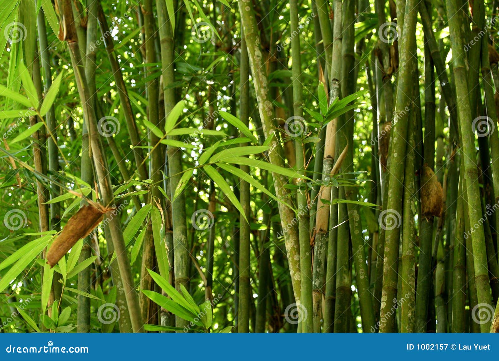 Bamboo Bushes stock image. Image of woven, japanese, asian 1002157