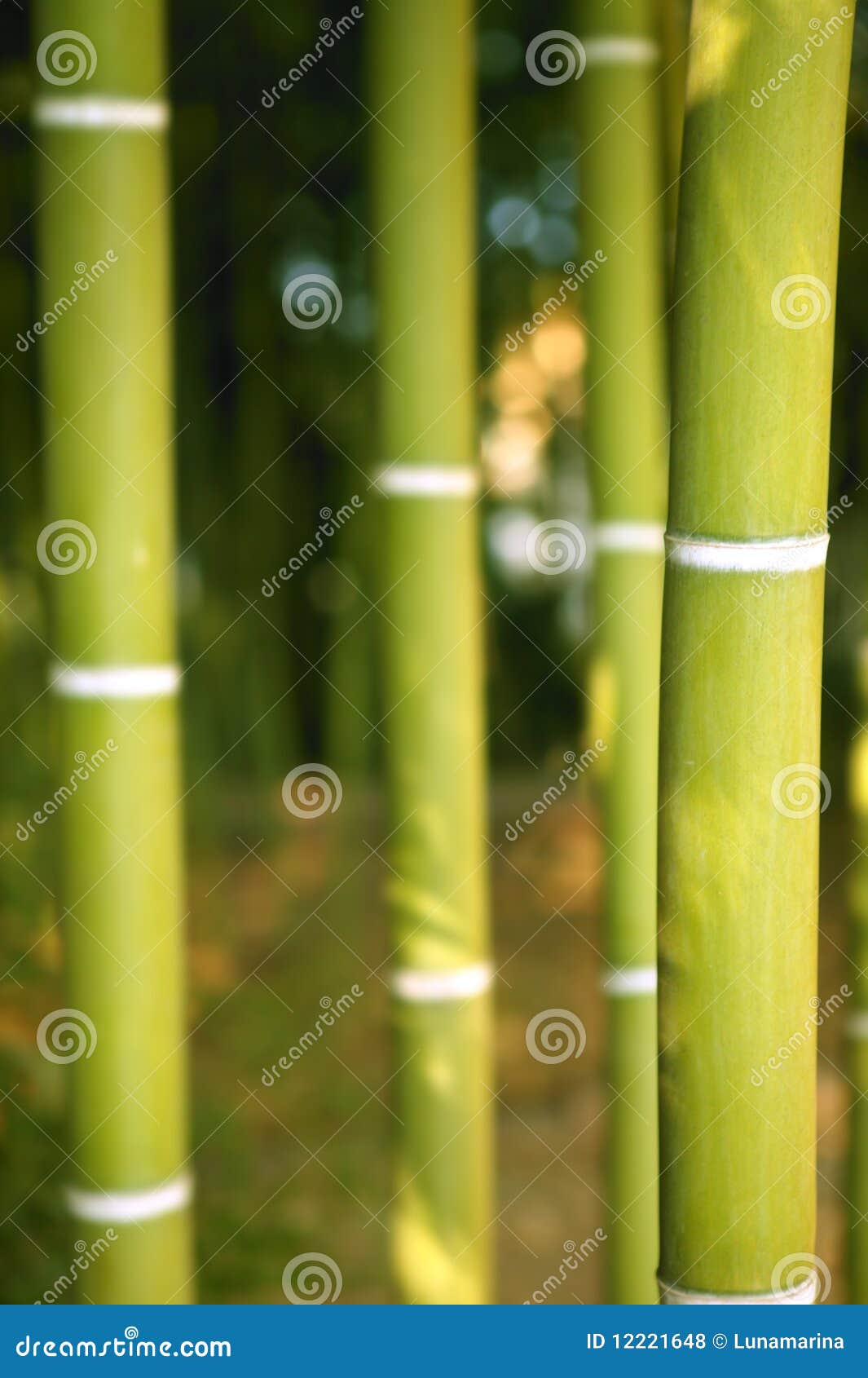 Bamboo Cane Green Plantation Stock Photo Image of grass, leaves 12221648