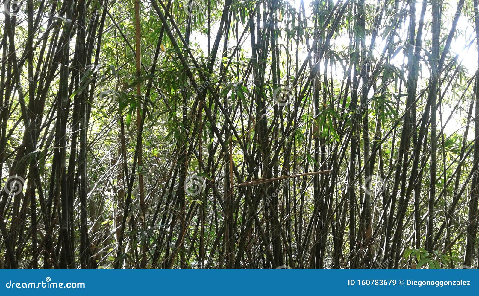 bamboo in catacumba park lagoa rodrigo de freitas rio de janeiro brazil.