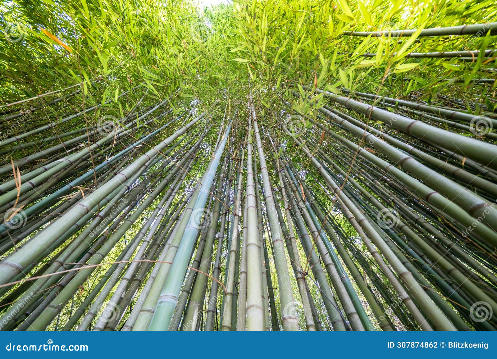 the bamboo cevennes, occitanie, france