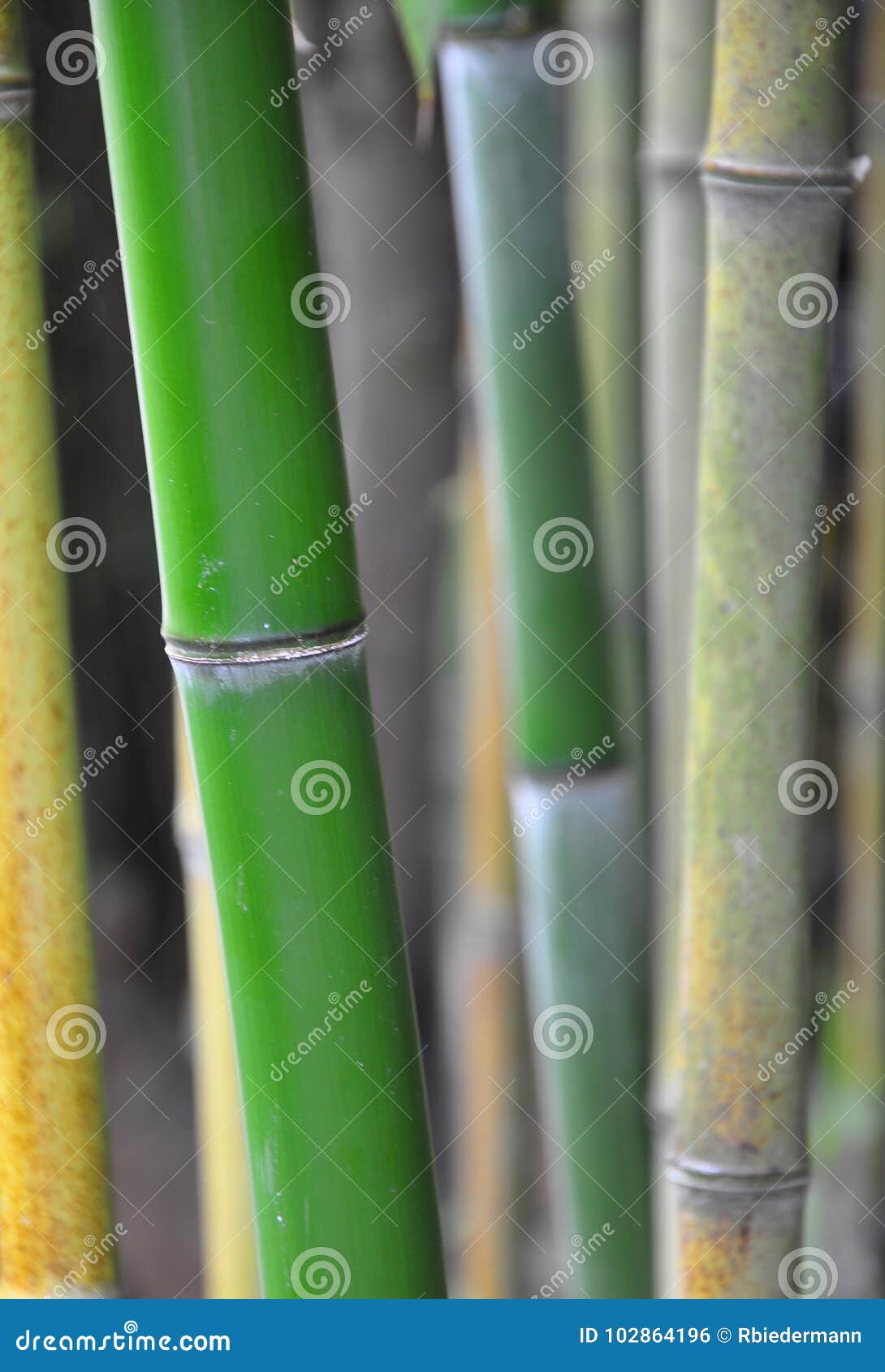 Bamboo culms stock photo. Image of uncultivated, nature 102864196