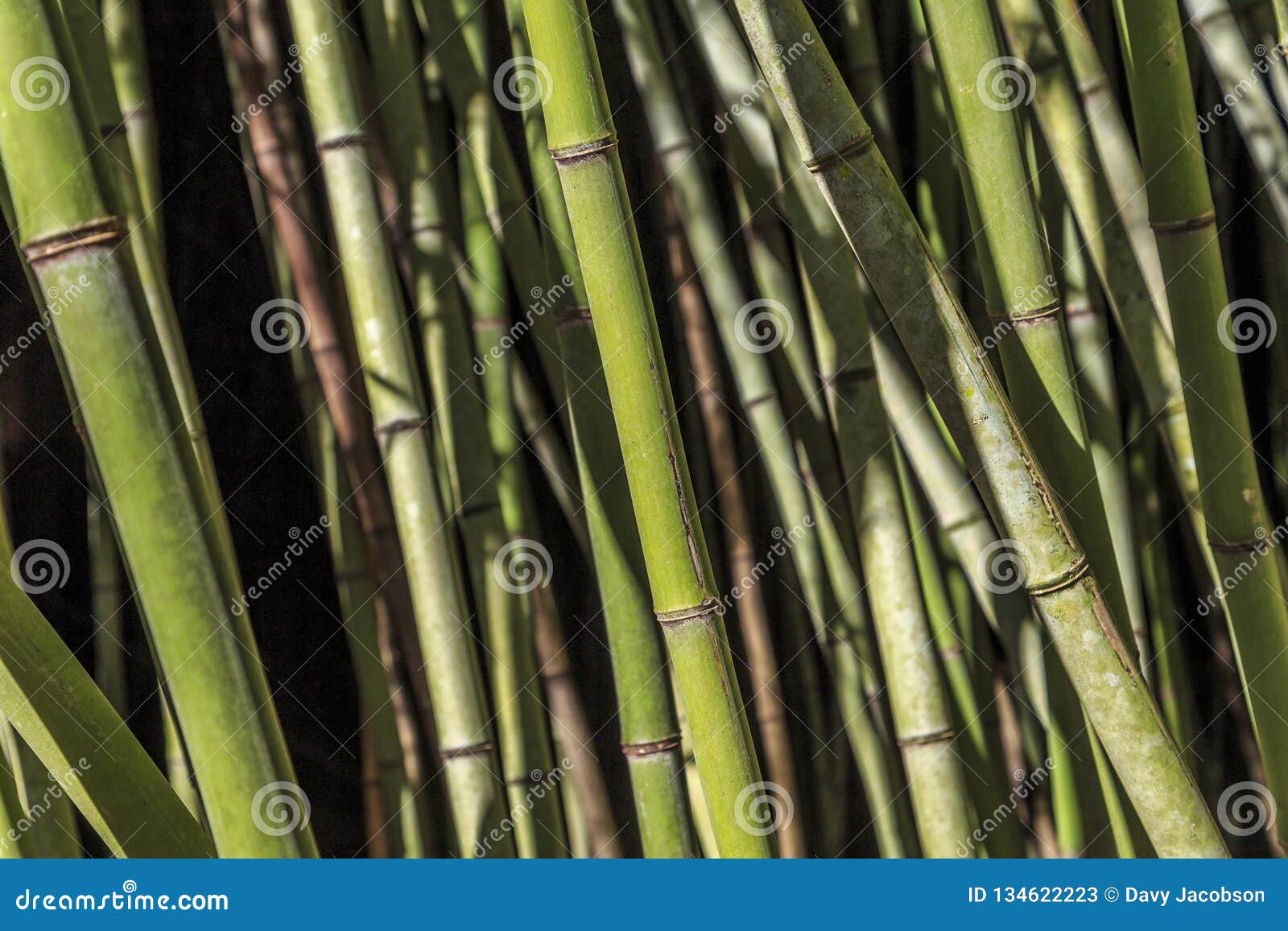 Bamboo, the Evergreen Perennial Stock Image Image of evergreen