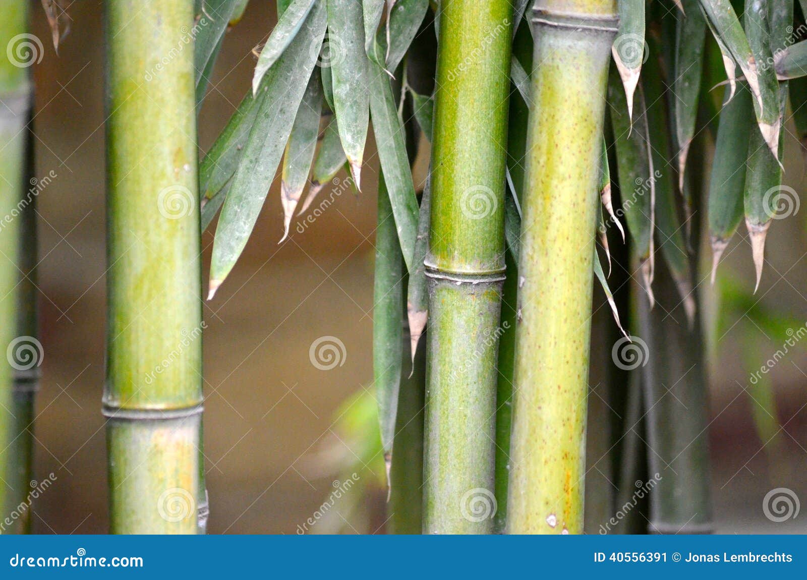 Bamboo stock image. Image of evergreen, grass, tree, perennial 40556391