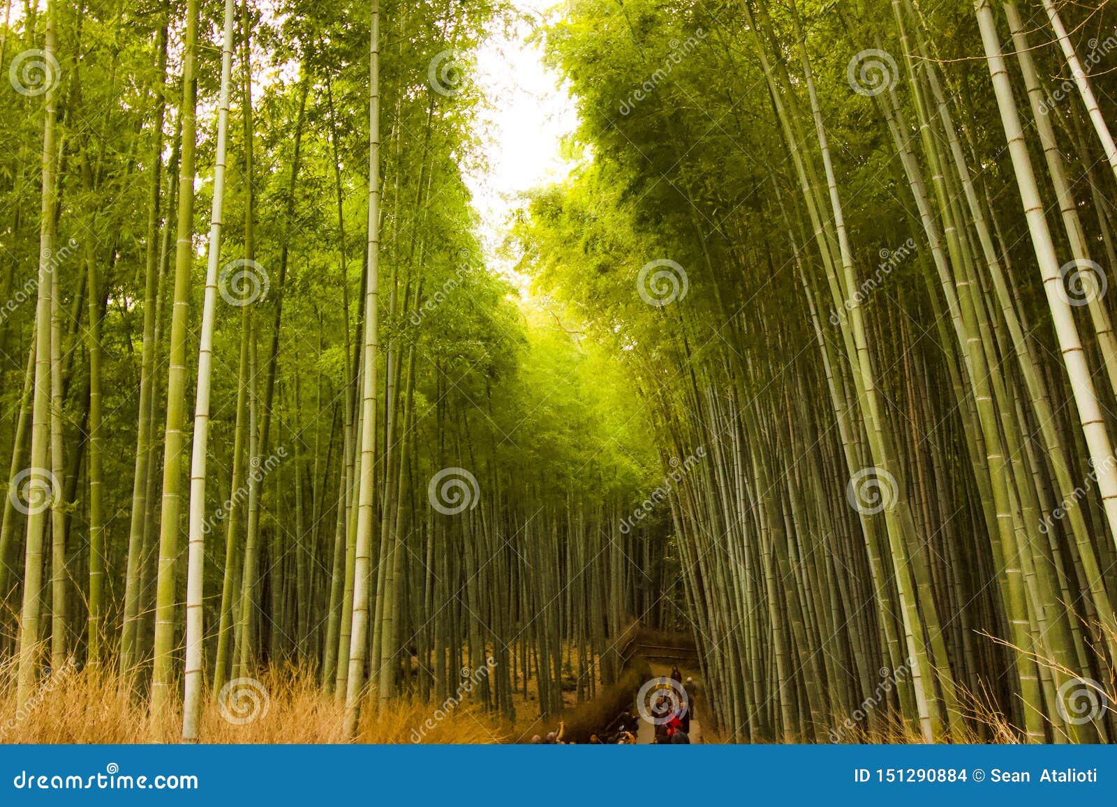 Bamboo Farm Enchanting Forest For Tourist To Enjoy The Pathways Of The