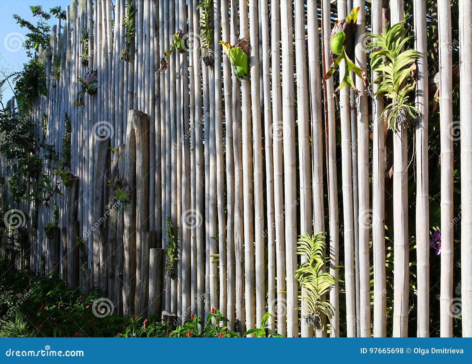 Bamboo Fence in Botanic Garden Stock Photo Image of gardening