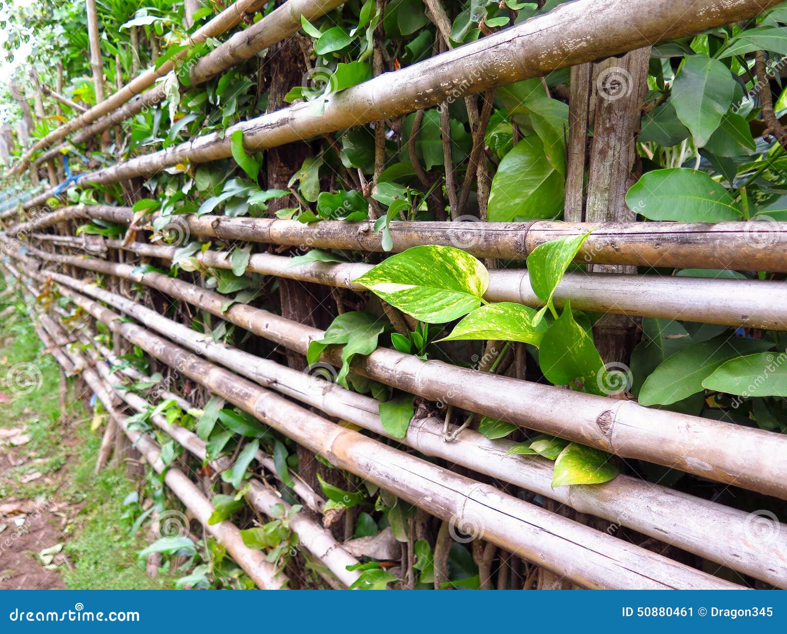 Bamboo Fence with Small Plant Stock Image Image of bunch, oriental