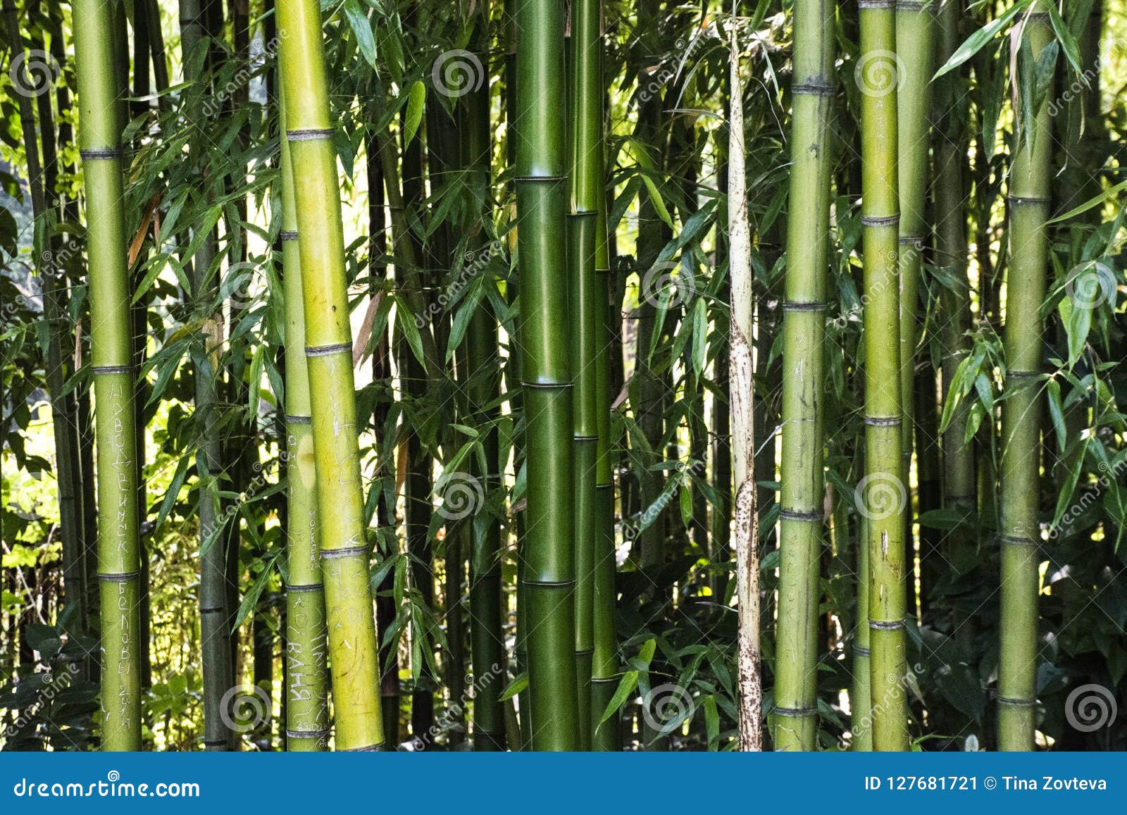 Bamboo forest stock image. Image of structure, organic Biology Diagrams