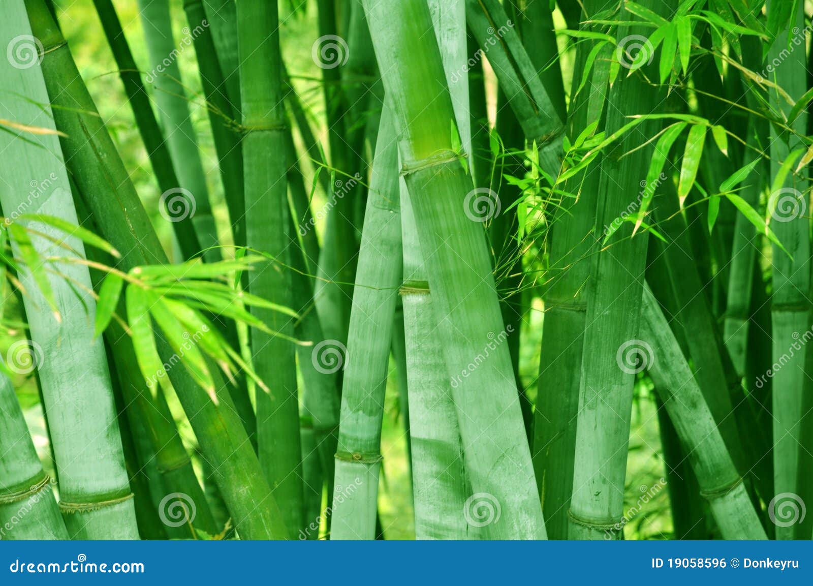 bamboo forest