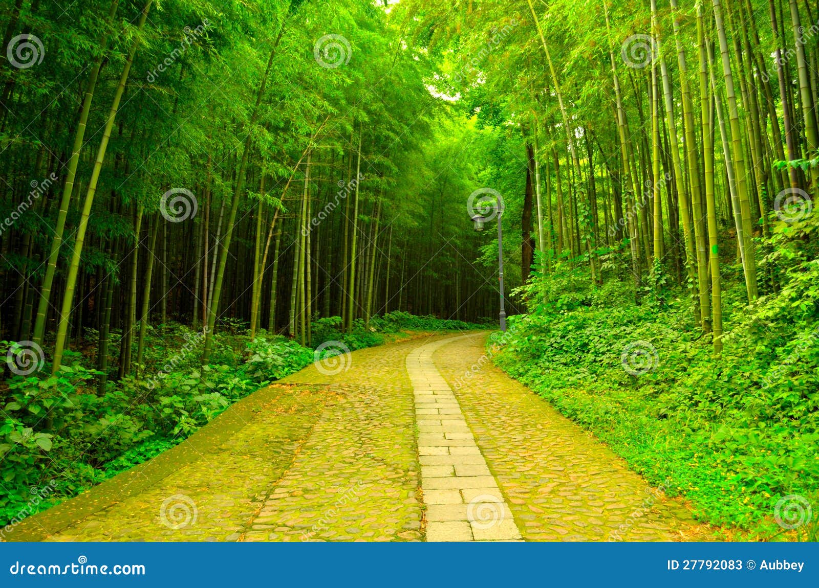 Bamboo forest stock image. Image of crossing, bamboo 27792083