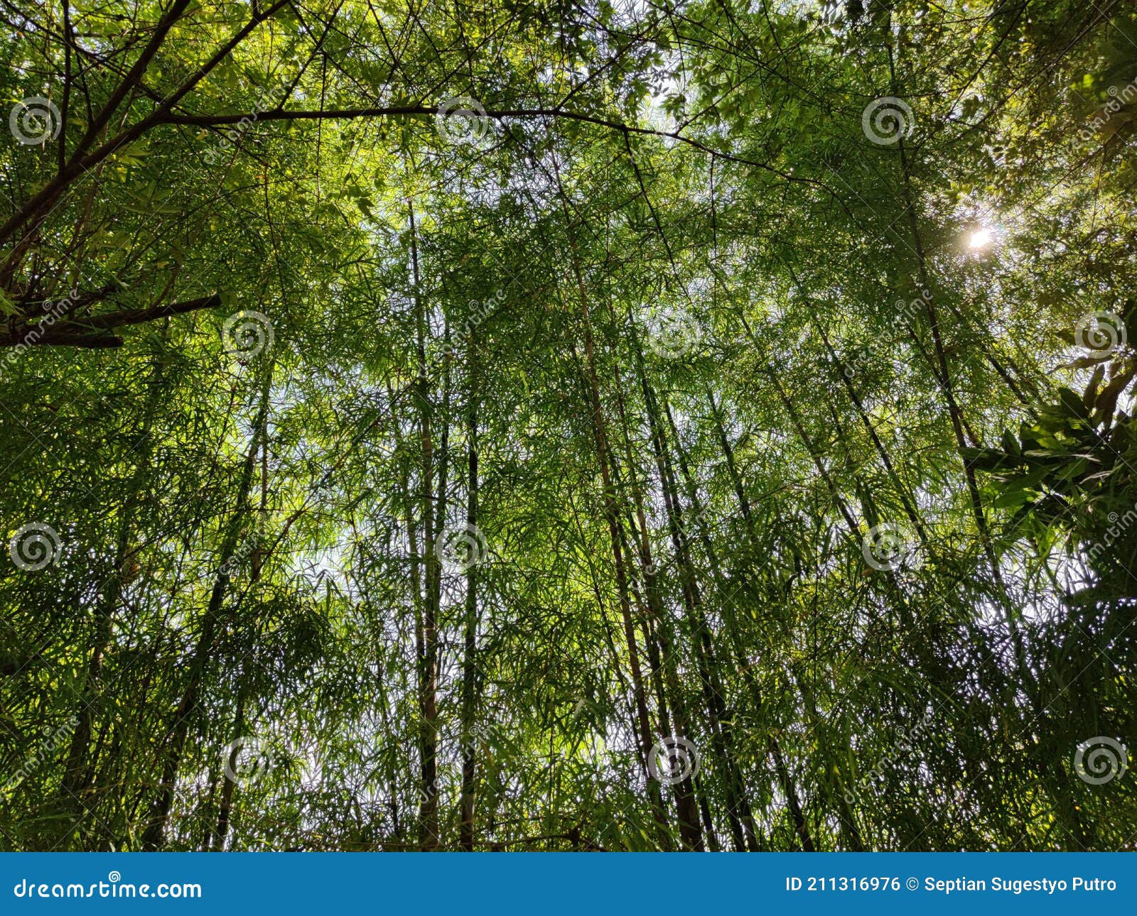 Bamboo forest at backyard stock photo. Image of branch 211316976